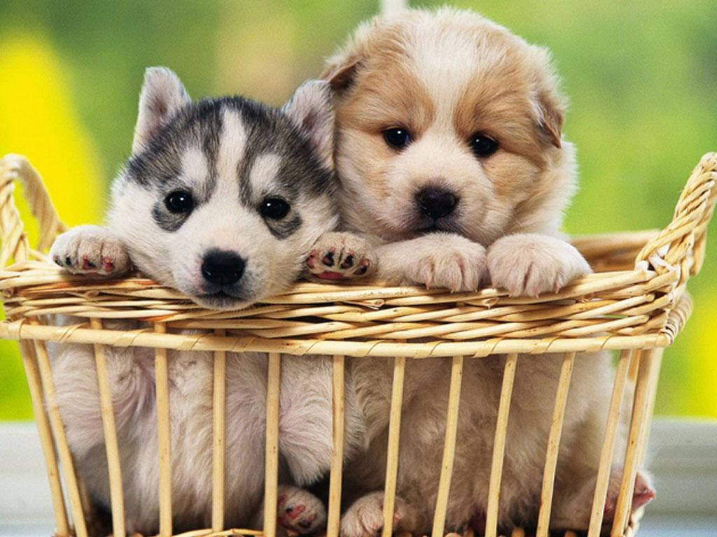 Husky en Golden Retriever Hondjies in Mandjie Muurpapier