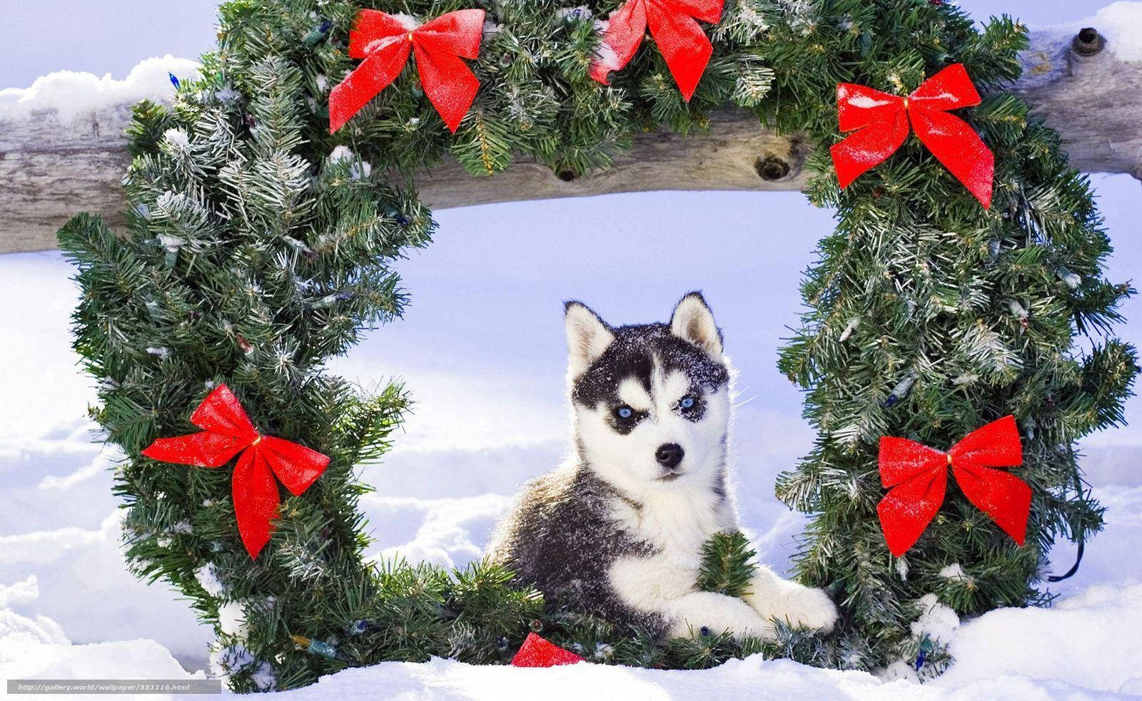 Husky-hondjie met Krans Muurpapier