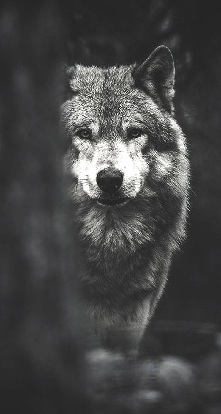In die Pragtige Oë van 'n Wolf Kyk Muurpapier