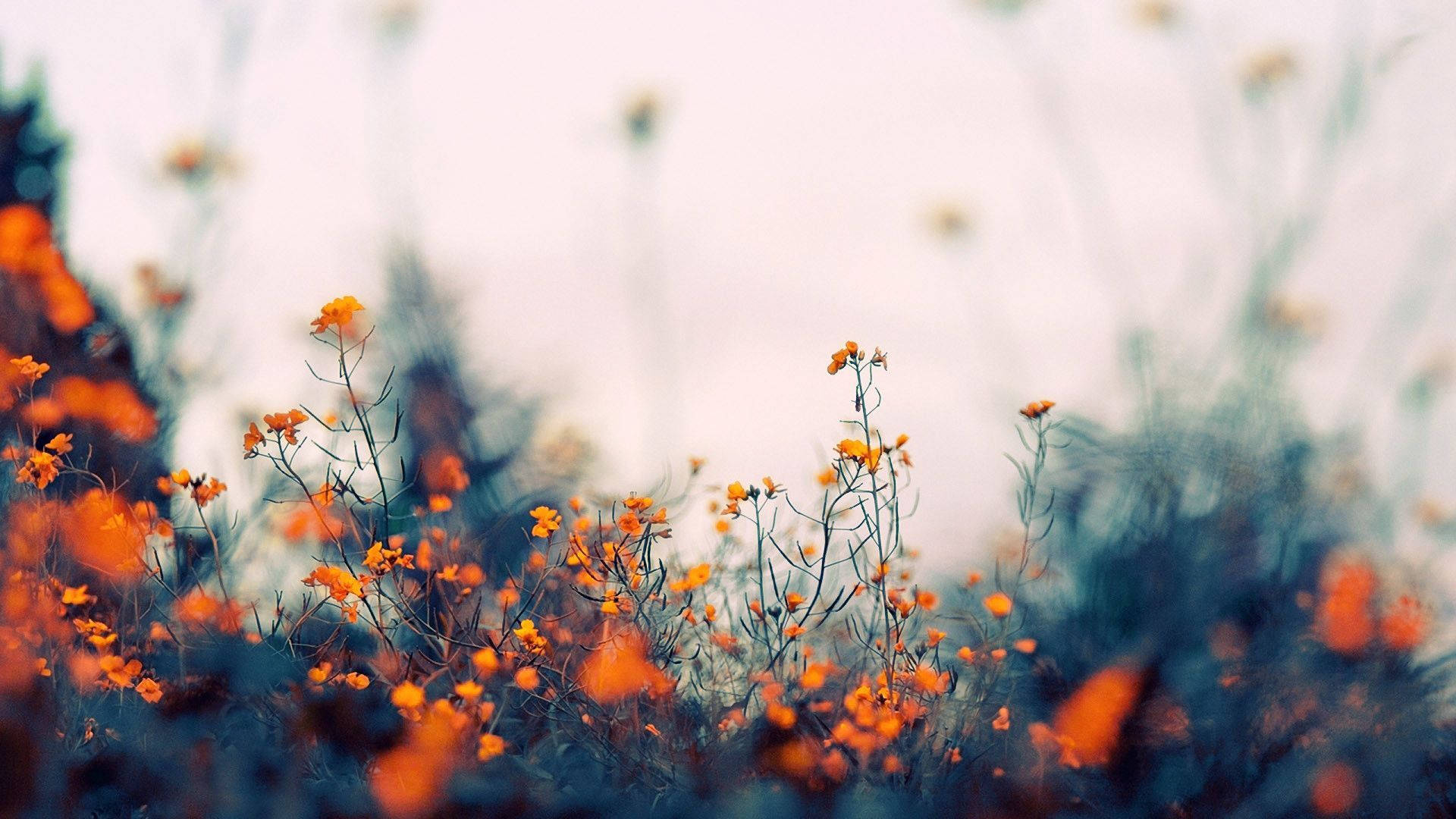 Indie Aesthetic Skootrekenaar Oranje Blomme Op Veld Muurpapier