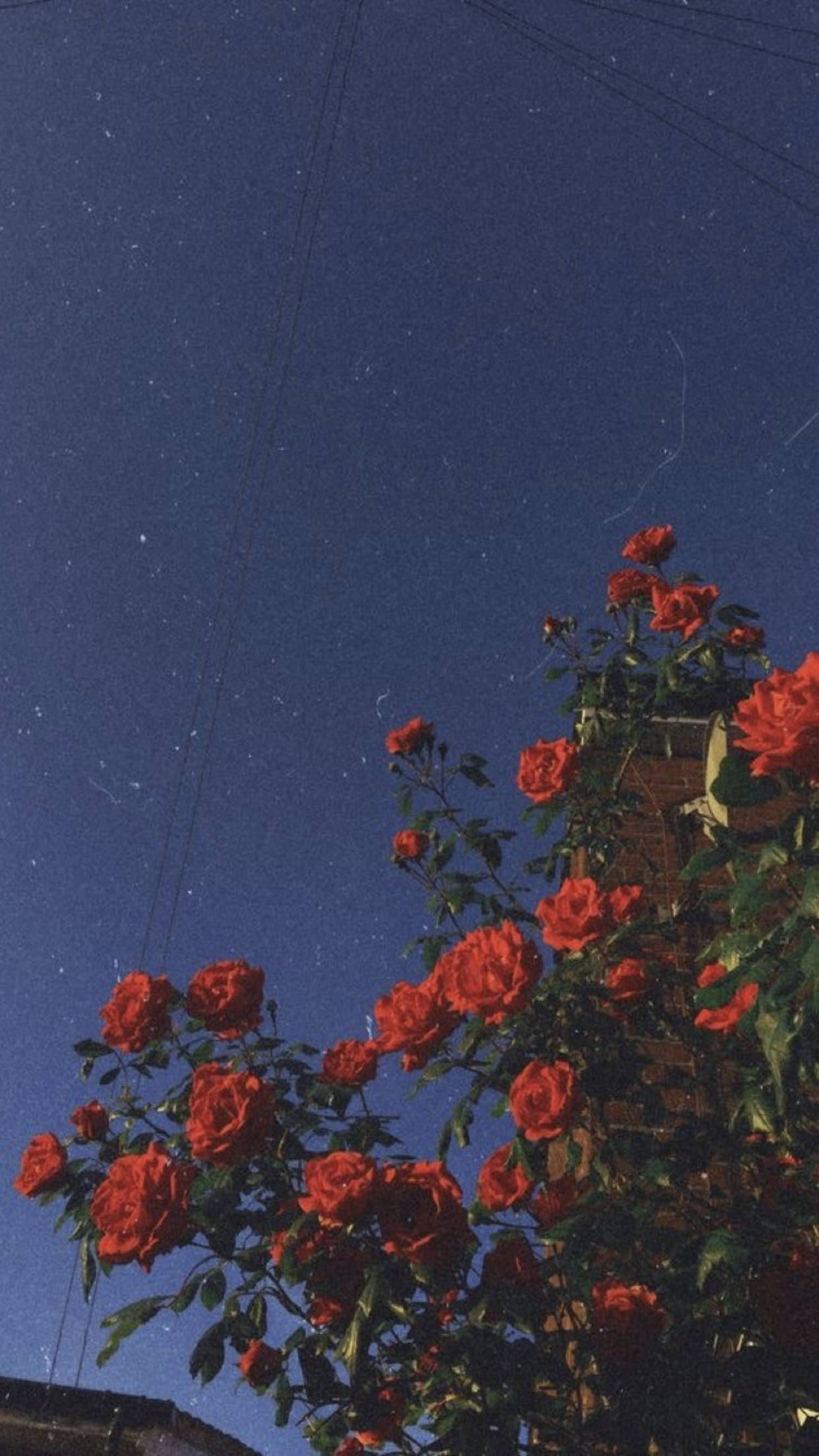 Indie-foon met Vintage Rosekorrel-estetika Muurpapier