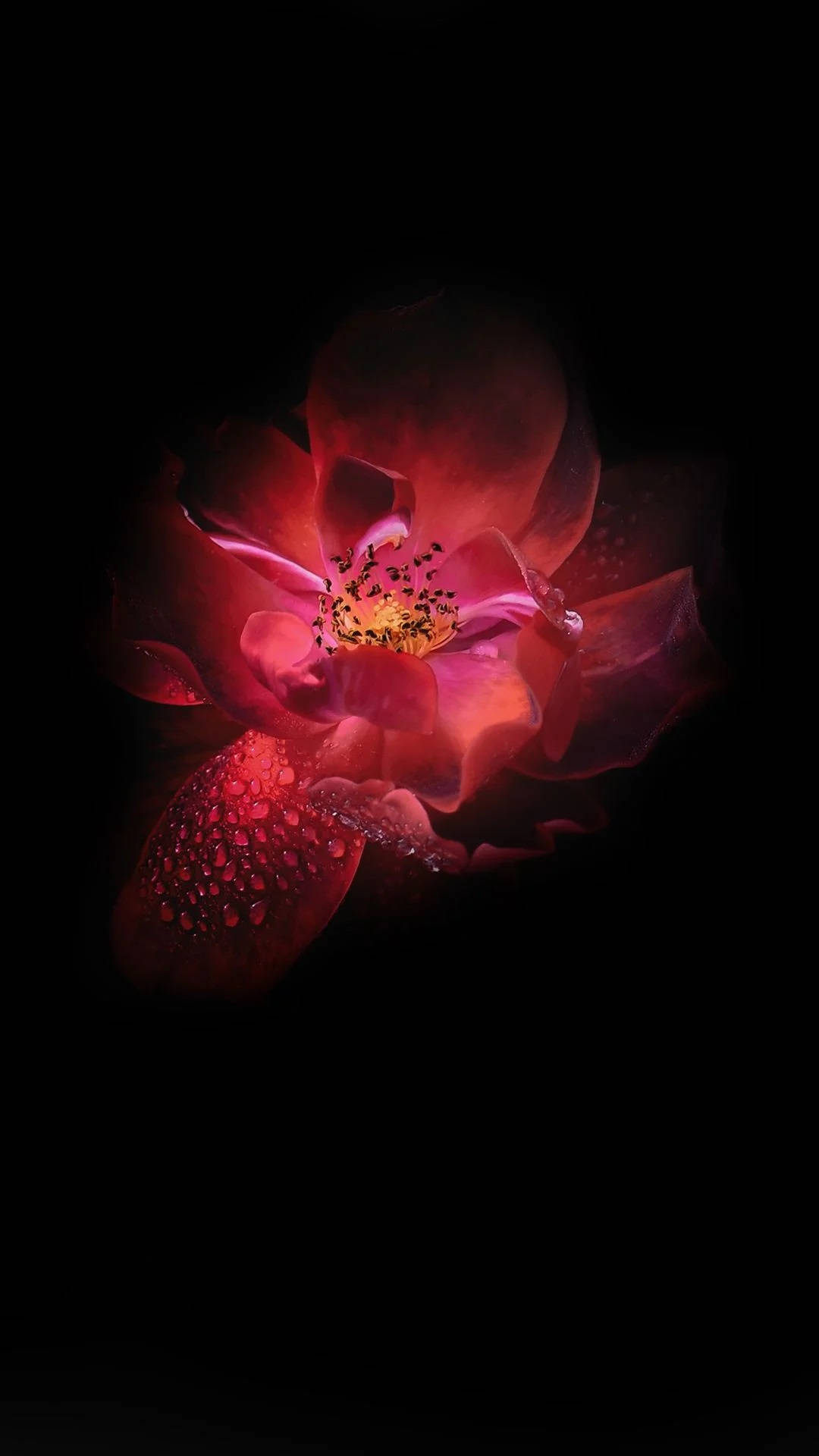 Infinix Donkerrooi Lotusblom Muurpapier