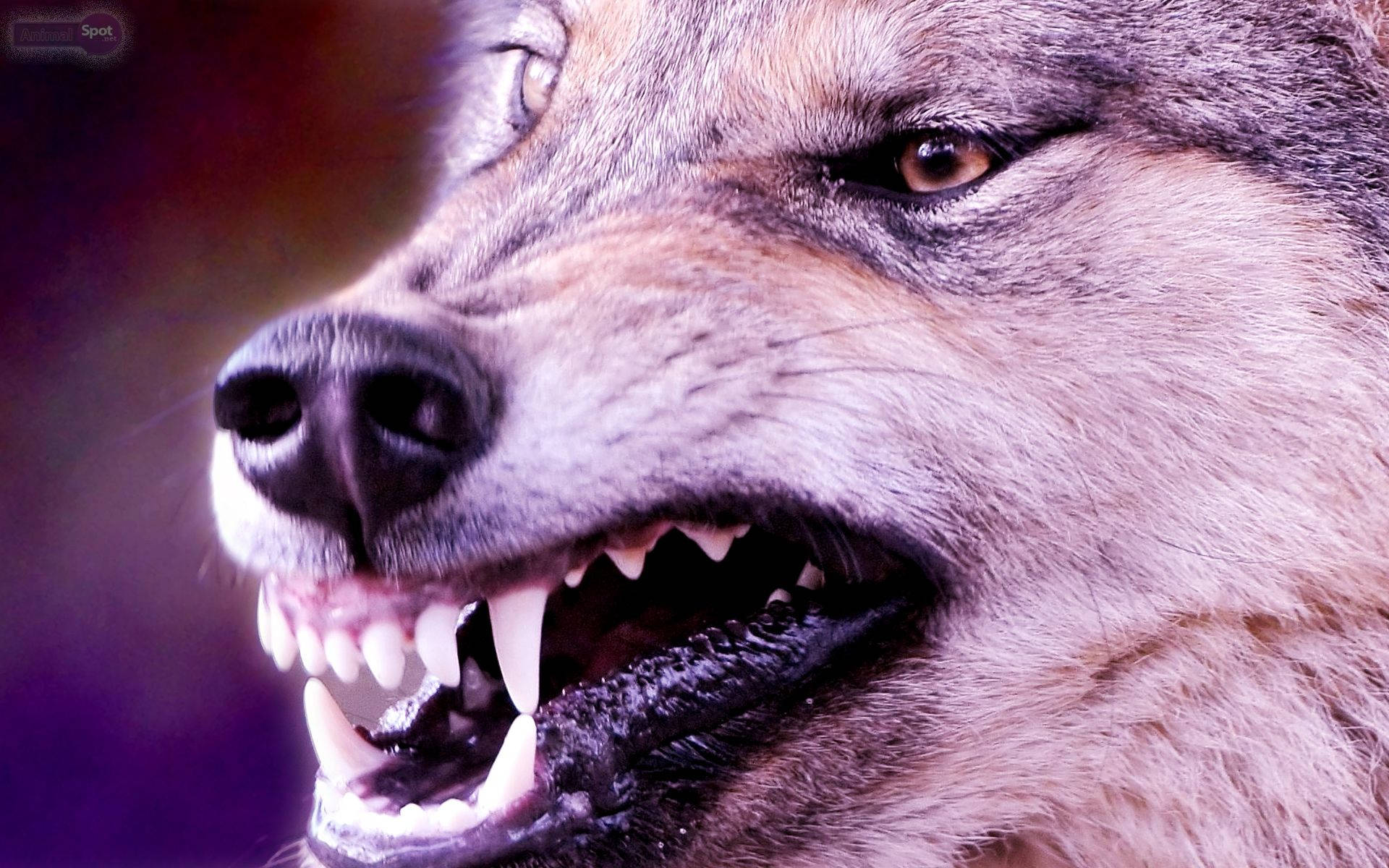 Intimiderende Blik van 'n Kwaai Wolf Muurpapier