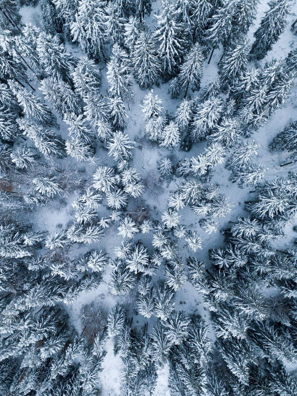 iPad Pro Bo-aansig van Sneeubedekte Woud Muurpapier