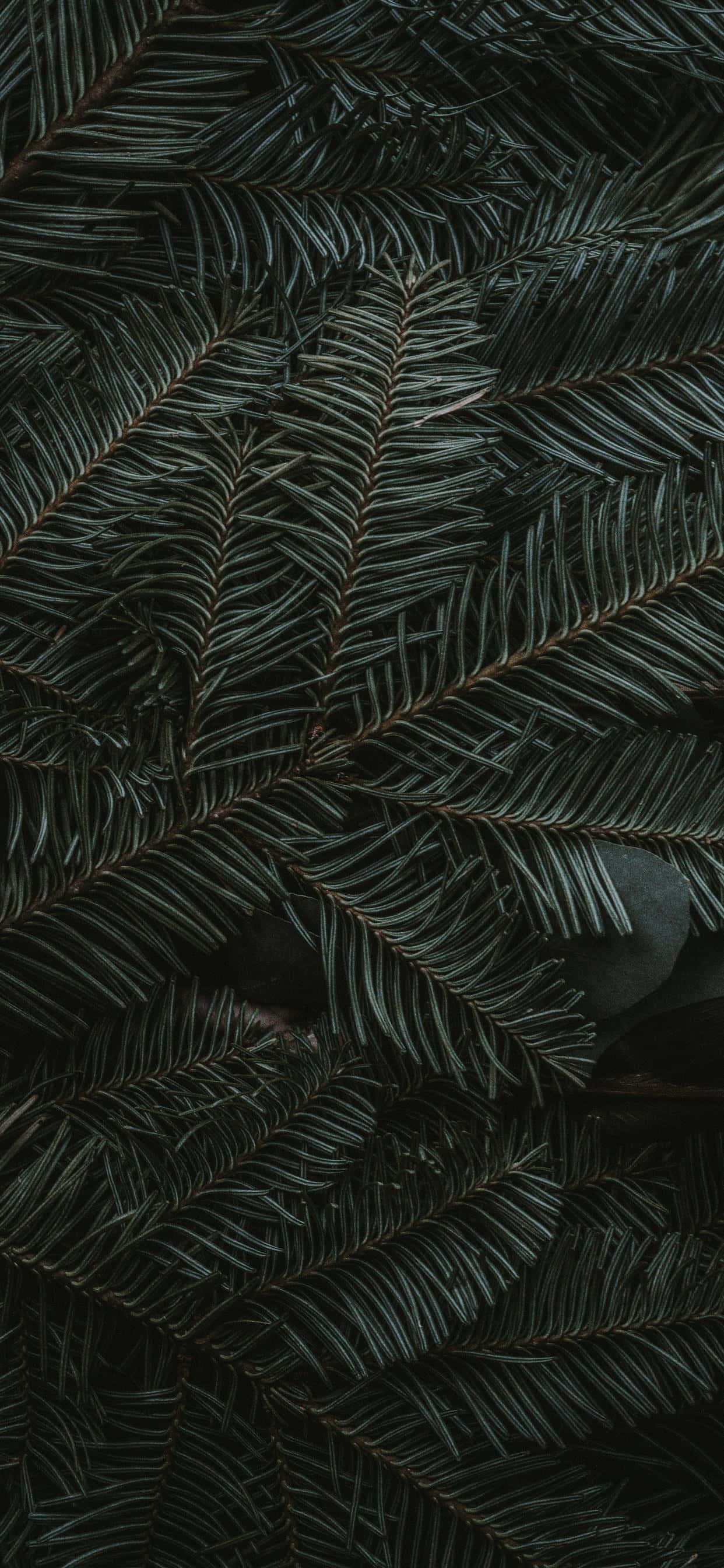 iPhone 11 Groen Dennesbome Muurpapier