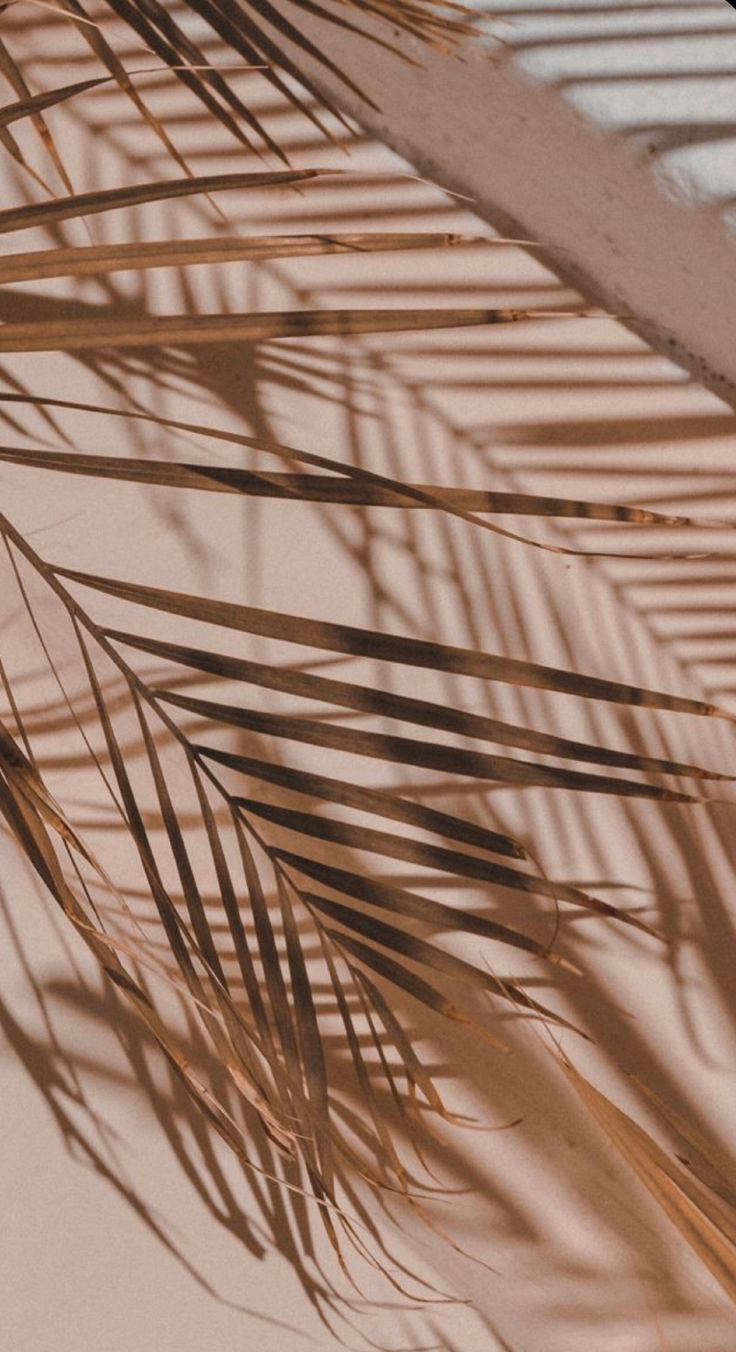 iPhone 12 Pro Pynblare Muurpapier