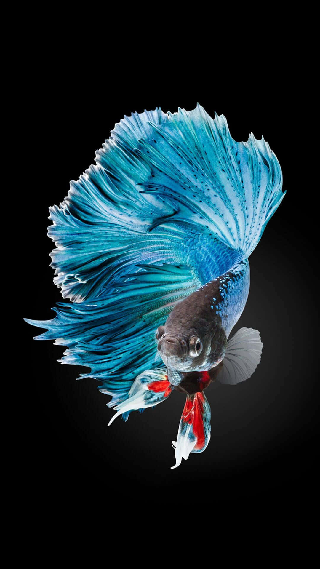 iPhone 7 Plus Live Siamese Fighting Fish Muurpapier