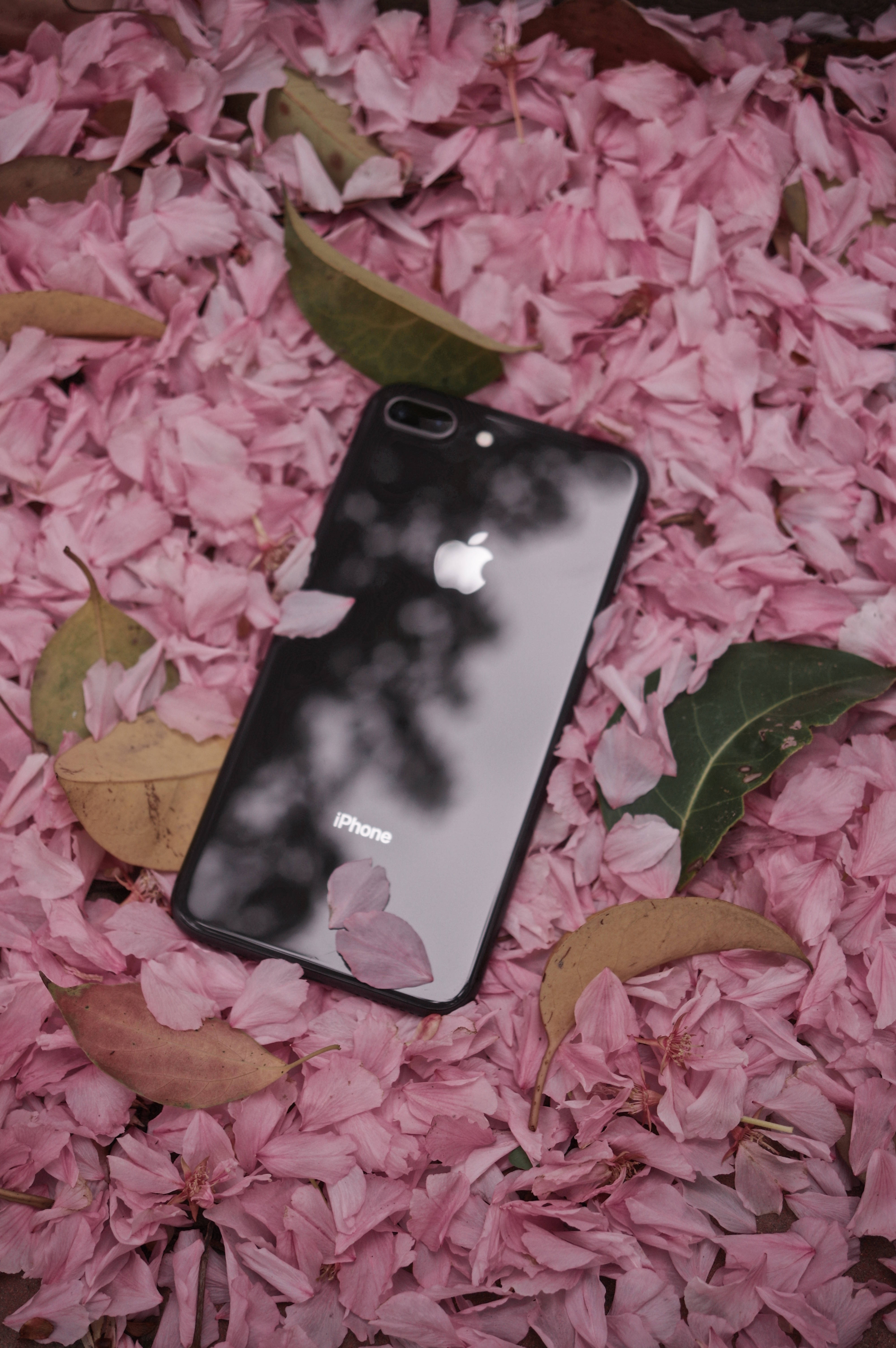 iPhone 8 Blomme Muurpapier