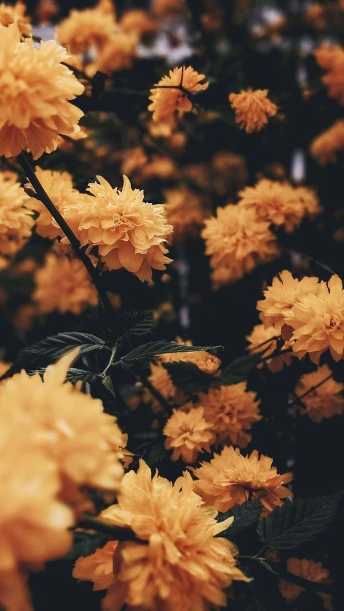 iPhone Aestetiese Geel Blomme Muurpapier