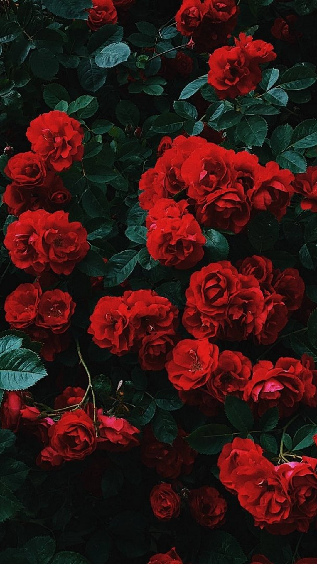 iPhone Rooi Estetiese Blomme Muurpapier