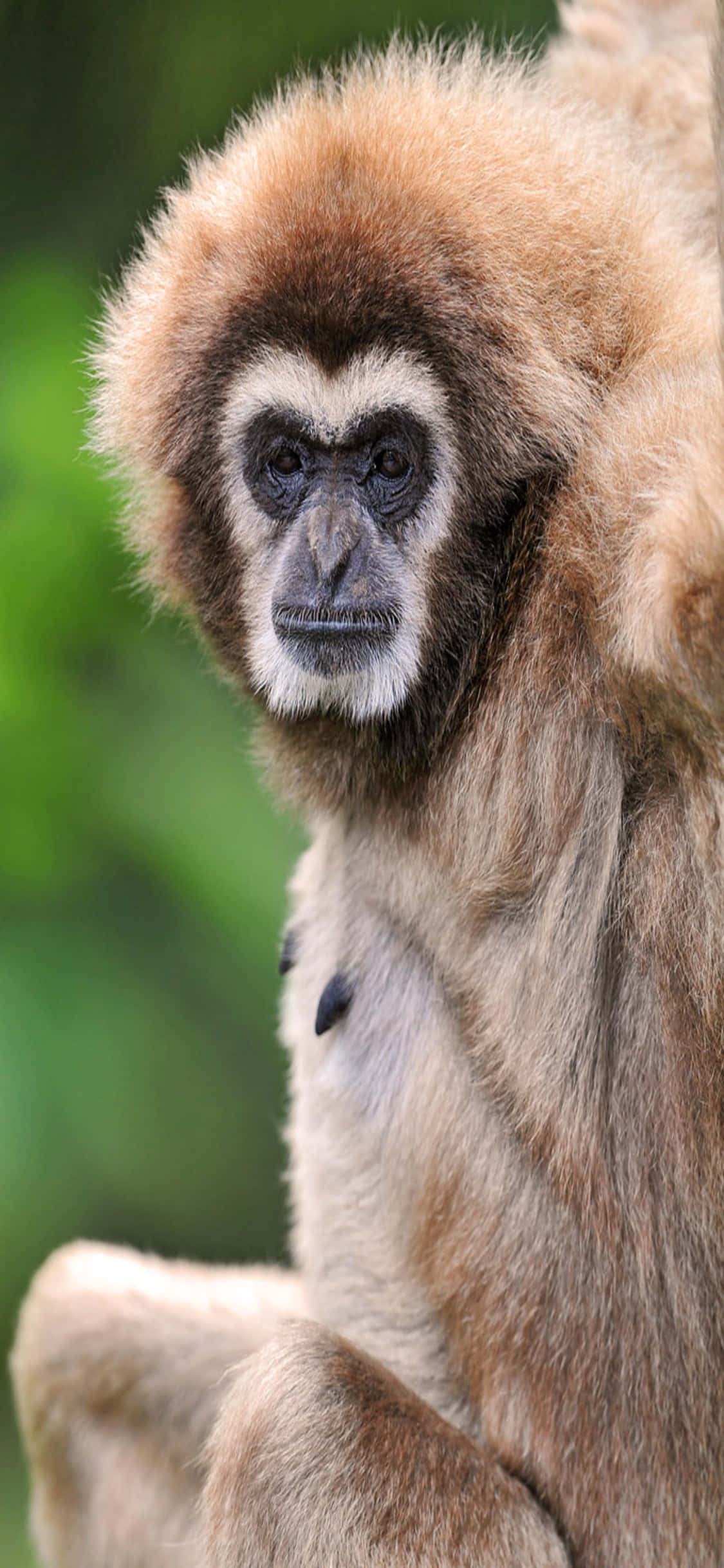 iPhone X Gibbon Agtergrond Gesonde Volwasse Gibbon Muurpapier