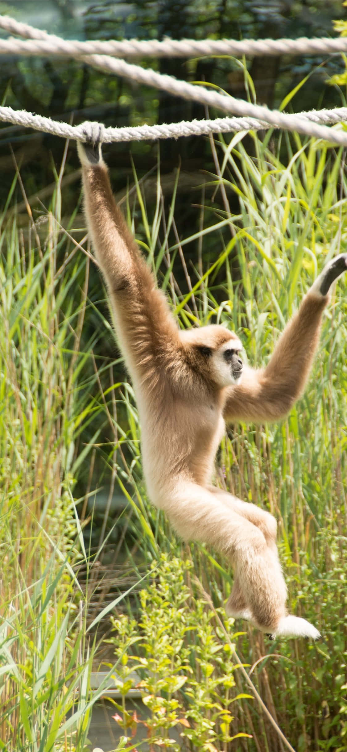 iPhone X Gibbon Agtergrond Gibbon Hang Aan 'n Tou Muurpapier
