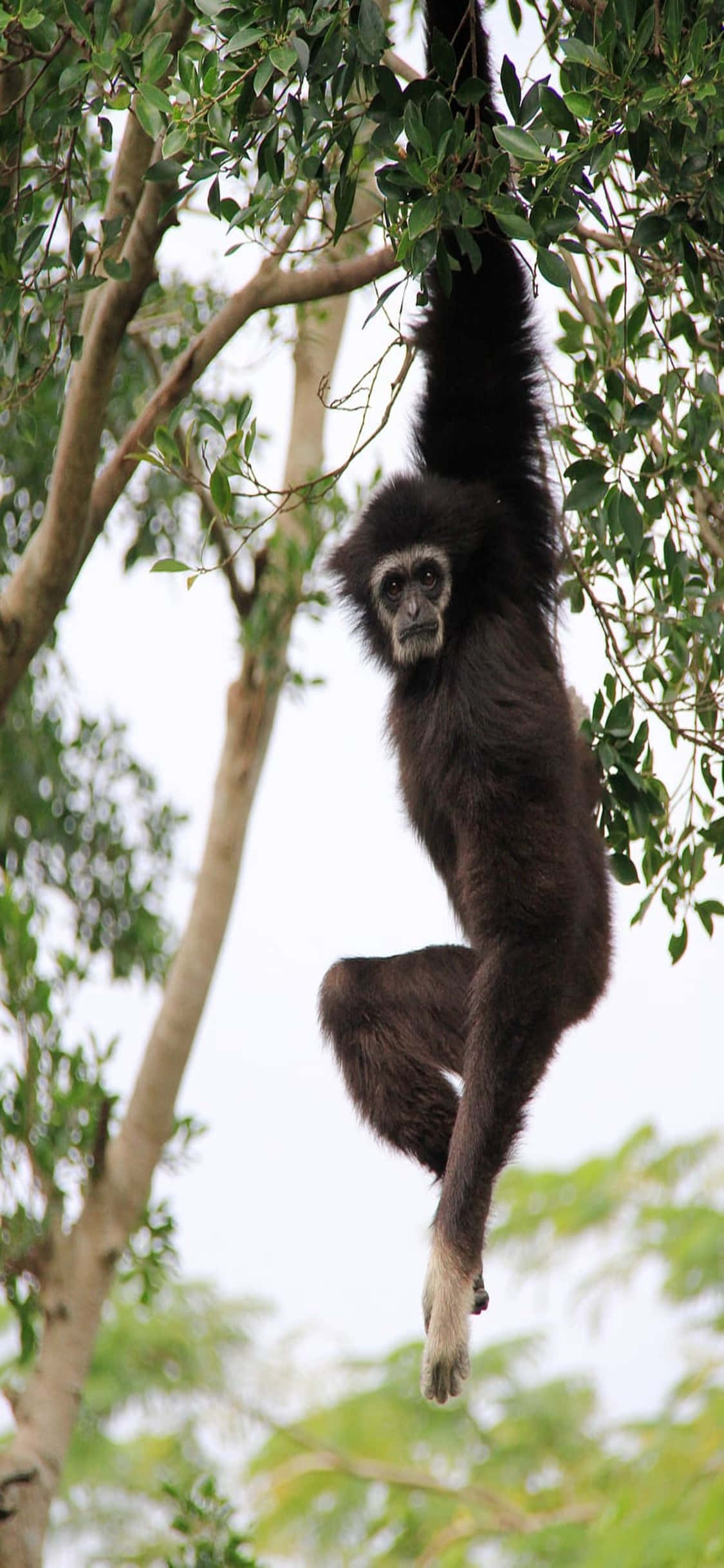 iPhone X Gibbon Agtergrond Jong Gibbon Hang Aan 'n Boom Muurpapier