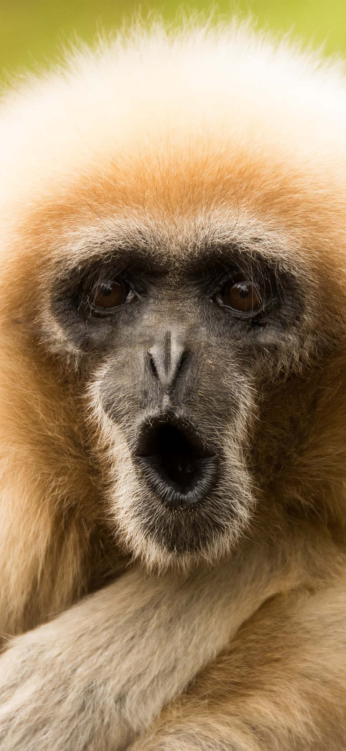 iPhone X Gibbon Agtergrond Snaaksgesig Gibbon Muurpapier