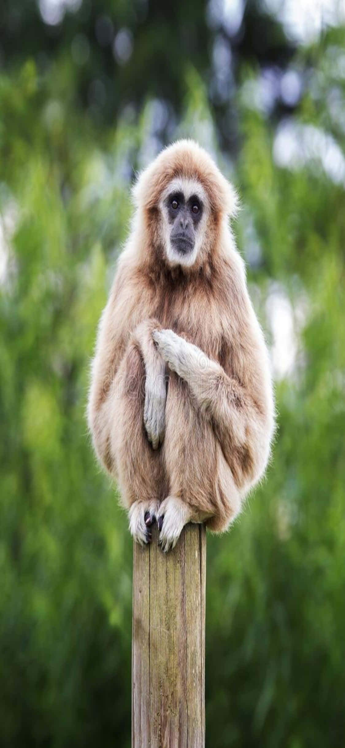 iPhone X Gibbon Agtergrond Muurpapier