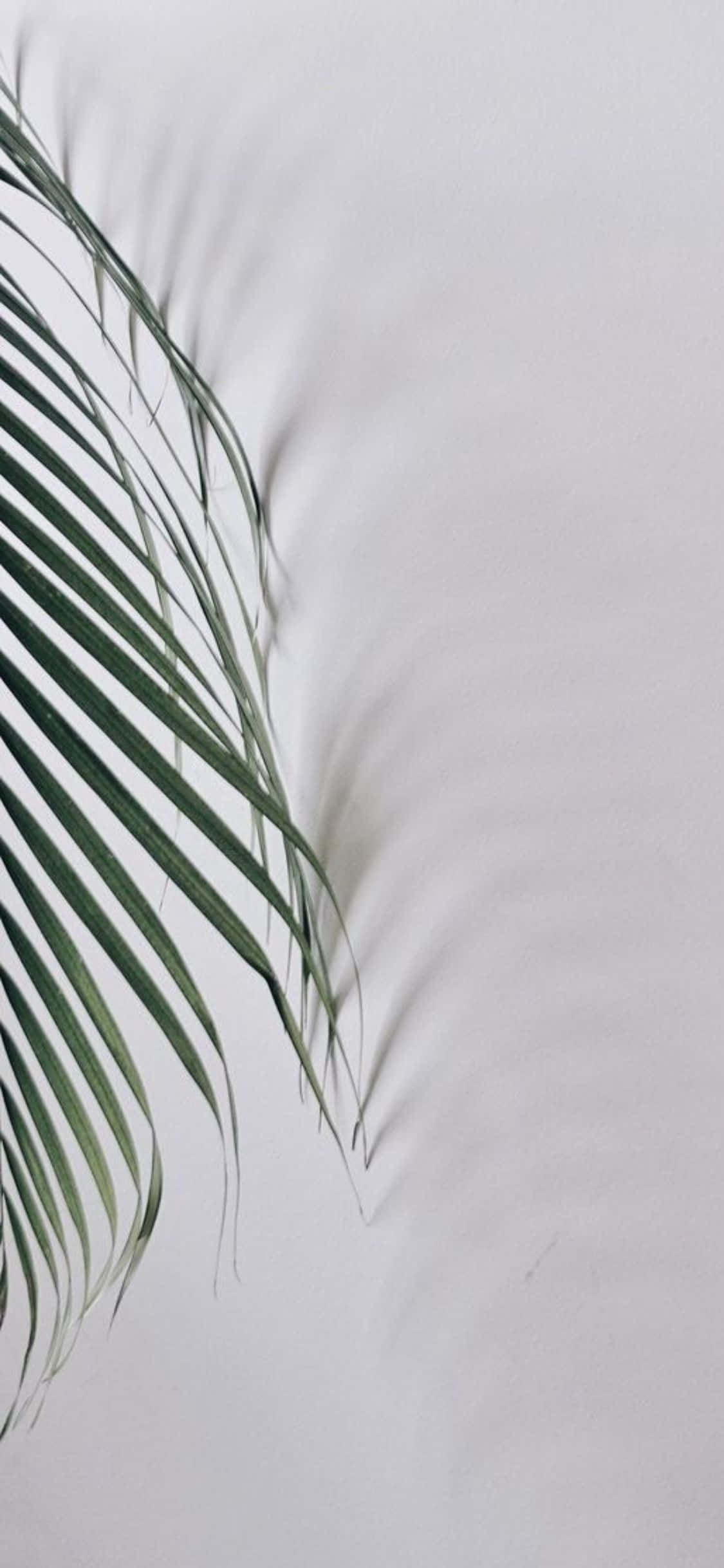 iPhone X Minimale Palmblare Agtergrond Muurpapier