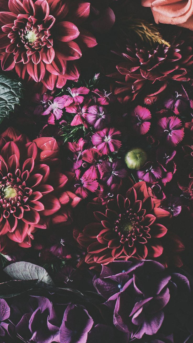 iPhone Xs Blomme Muurpapier