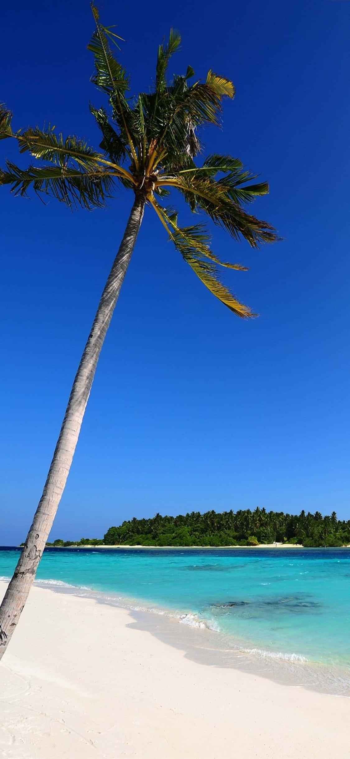 iPhone XS Eensame Palmboom Strand Agtergrond Muurpapier