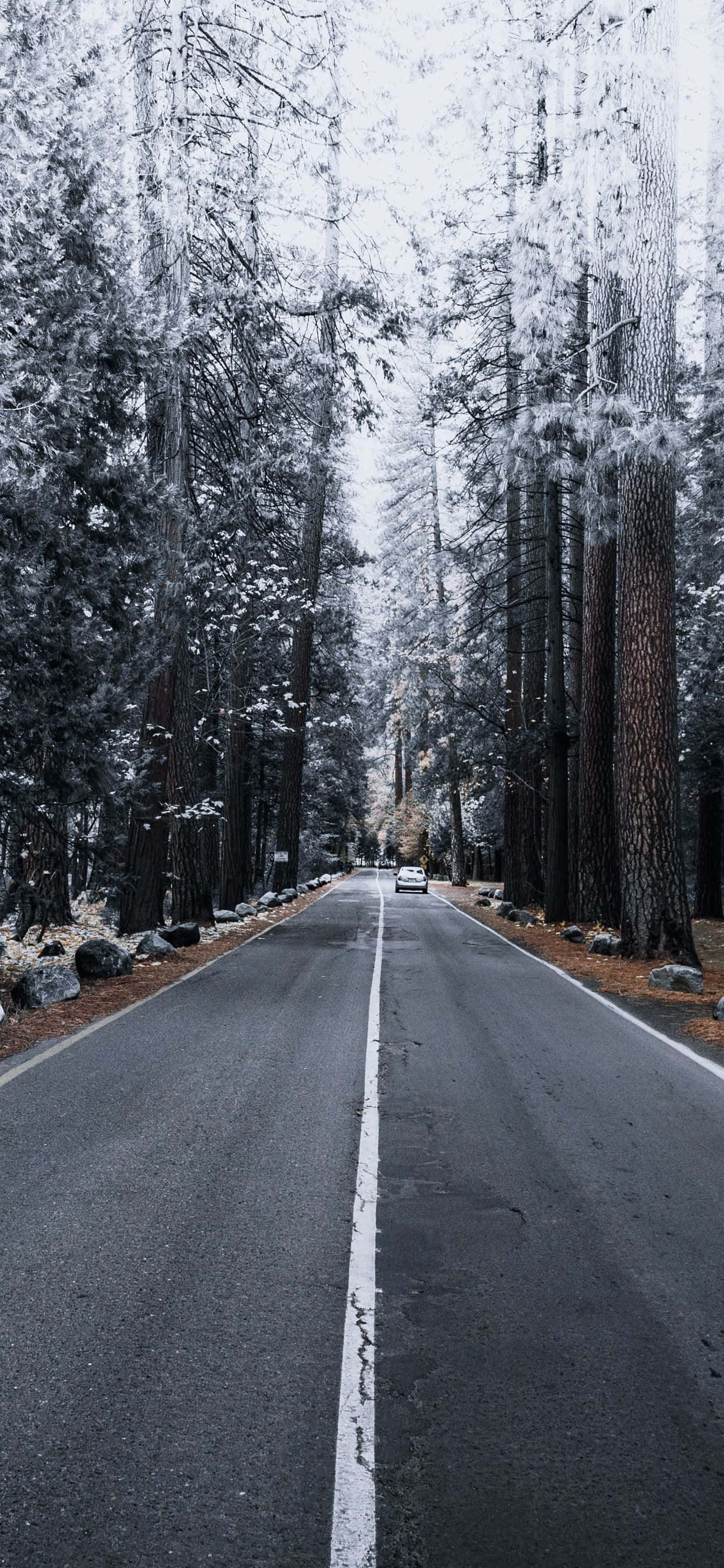 iPhone Xs Max Apple Agtergrond Dennebome Sneeu Muurpapier