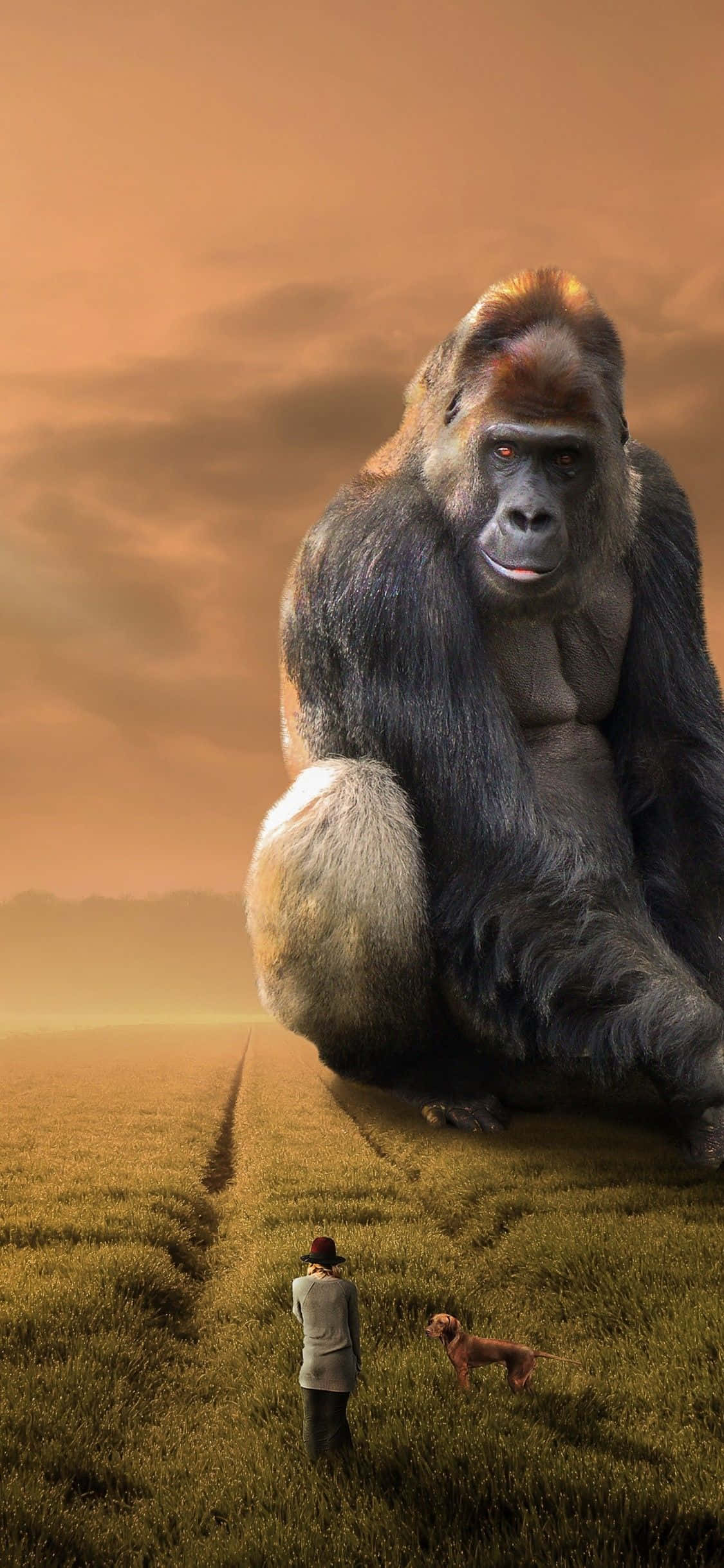 iPhone Xs Max Gorilla-agtergrond Reuse-primaat Muurpapier
