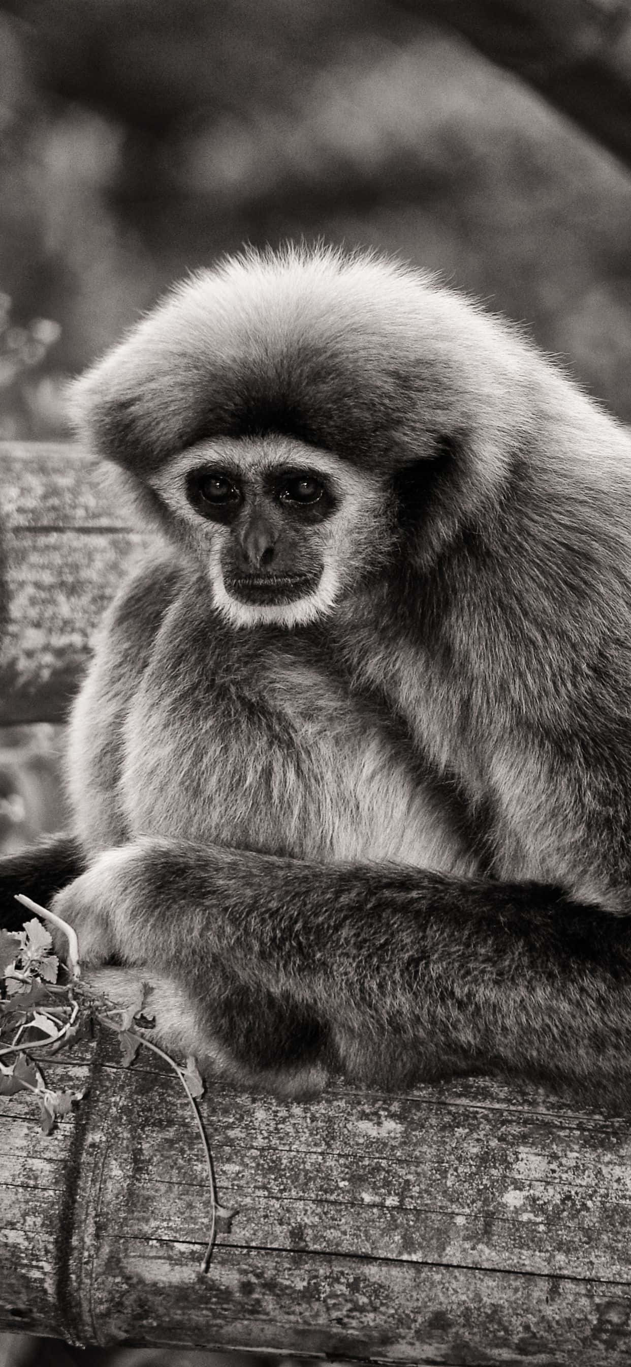 iPhone XS Max met 'n helder oranje gibbon op die agtergrond Muurpapier