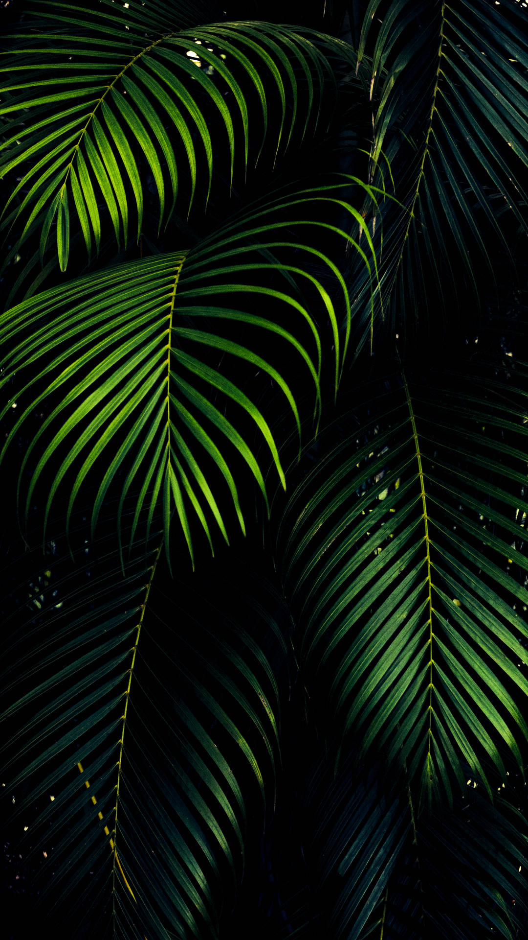 iPhone XS Max OLED 3D Palmblare — Donkergroen Muurpapier