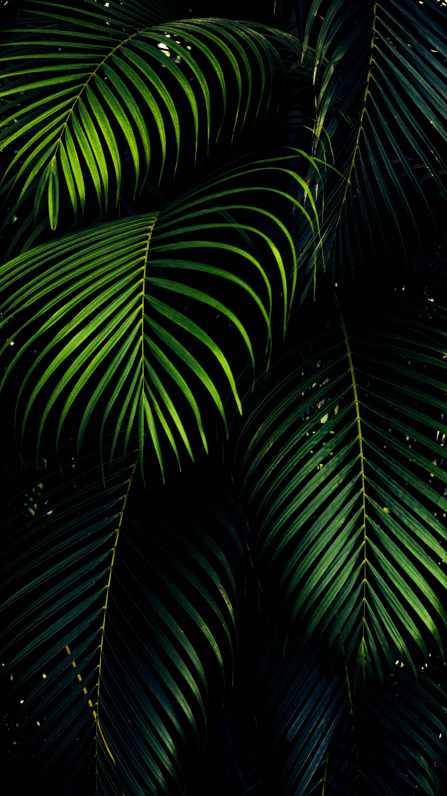 iPhone XS Max OLED 3D Palmblare Muurpapier