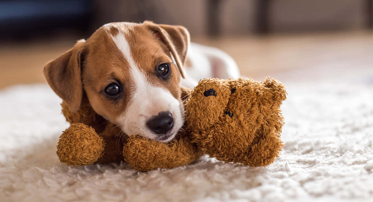 Jack Russell Terrier Klein Hondjies Met Teddy Prent Muurpapier
