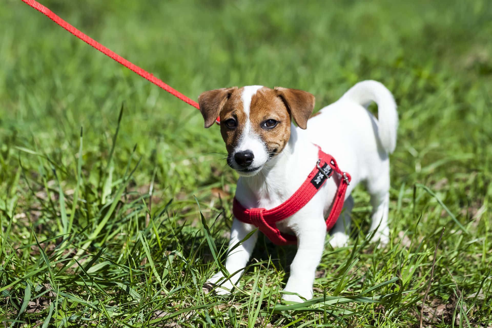 Jack Russell Terrier Klein Hondjies in Harnas Prent Muurpapier