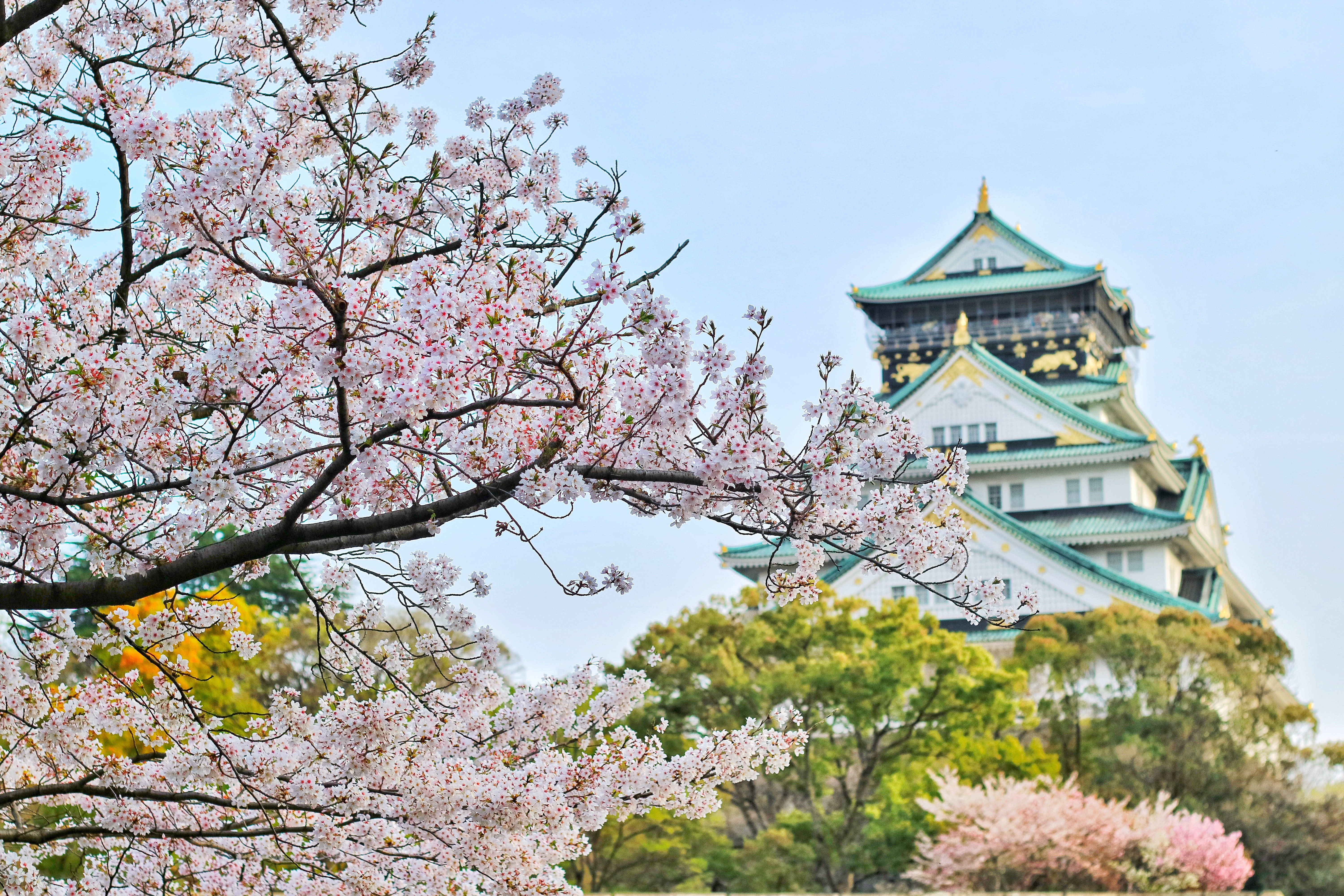 Japan 4K Kasteel met Kersiebloeisels Muurpapier