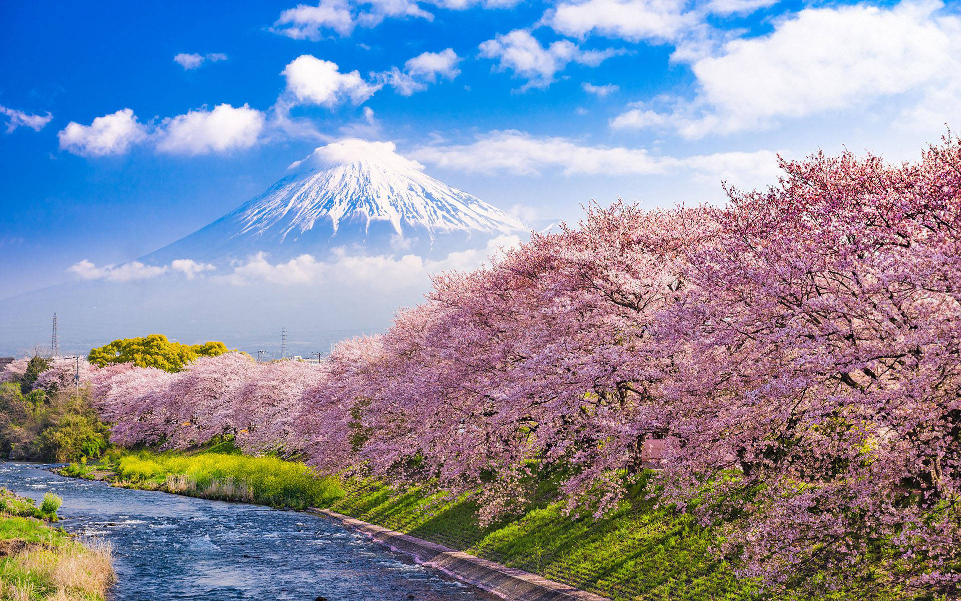 Japan Kersiebloesem Urui Rivier Berg Fuji Muurpapier