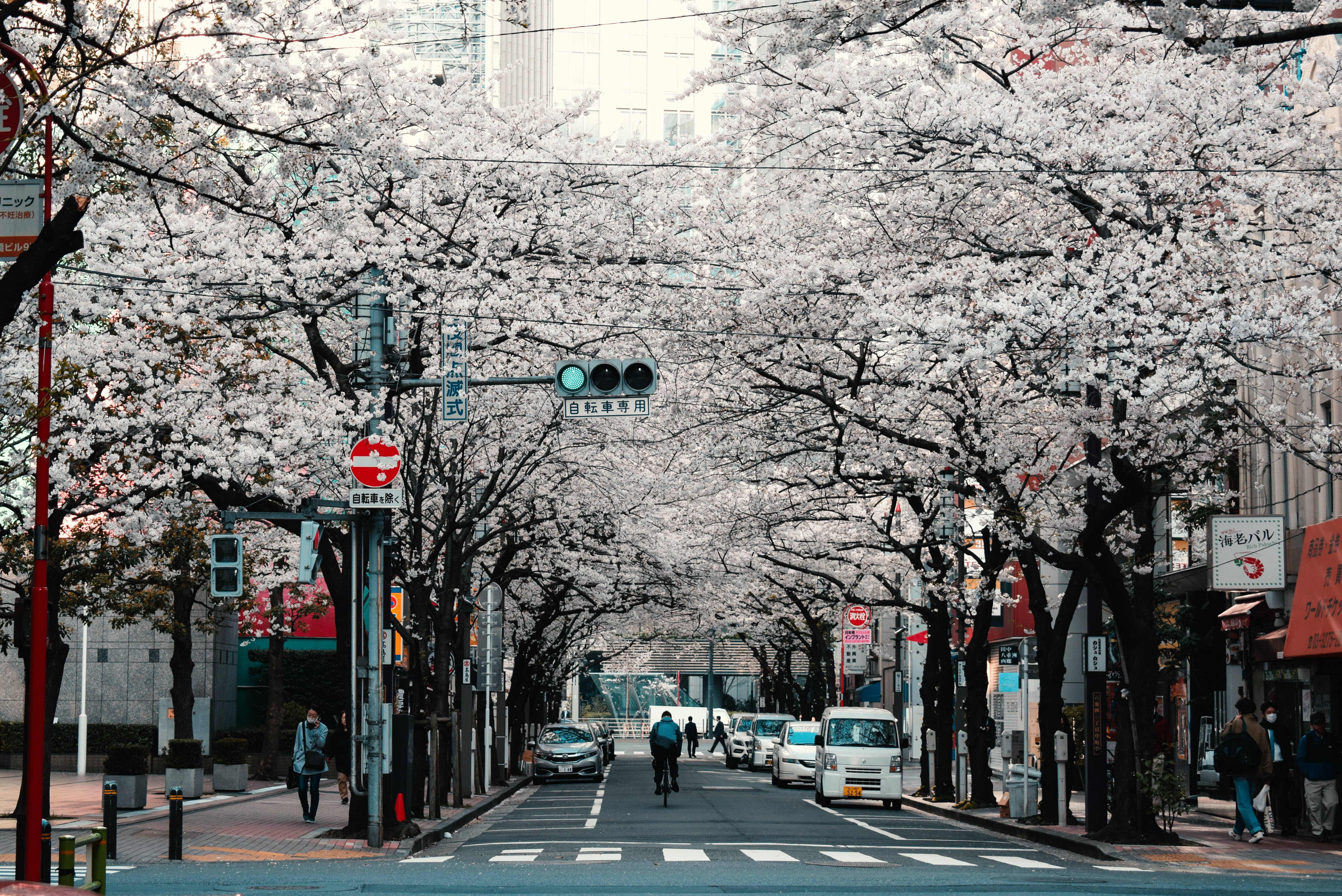 Japannees HD Tokio Straat Sakura Bome Muurpapier