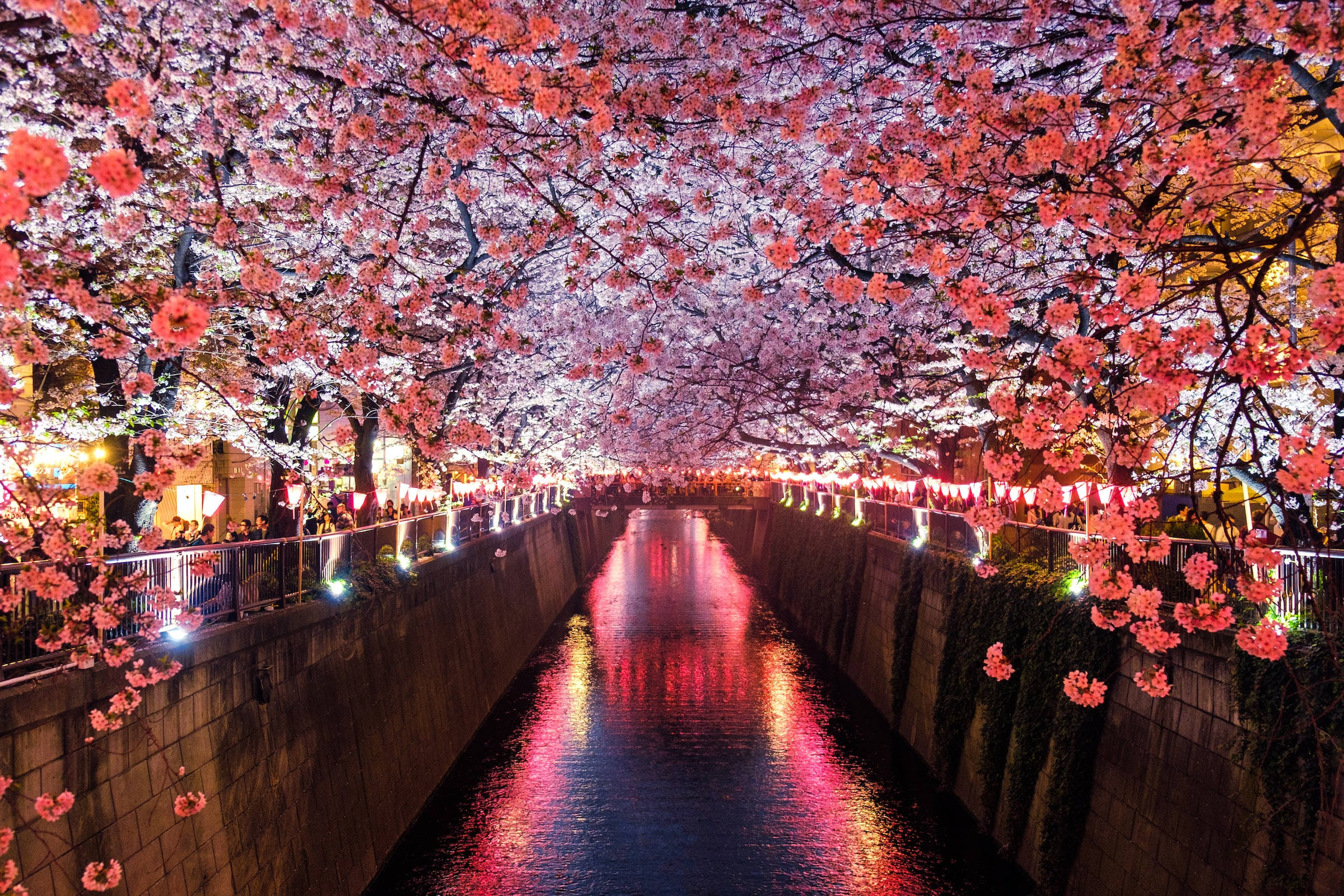 Japanse HD Megurorivier en Kersiebloeisels Muurpapier