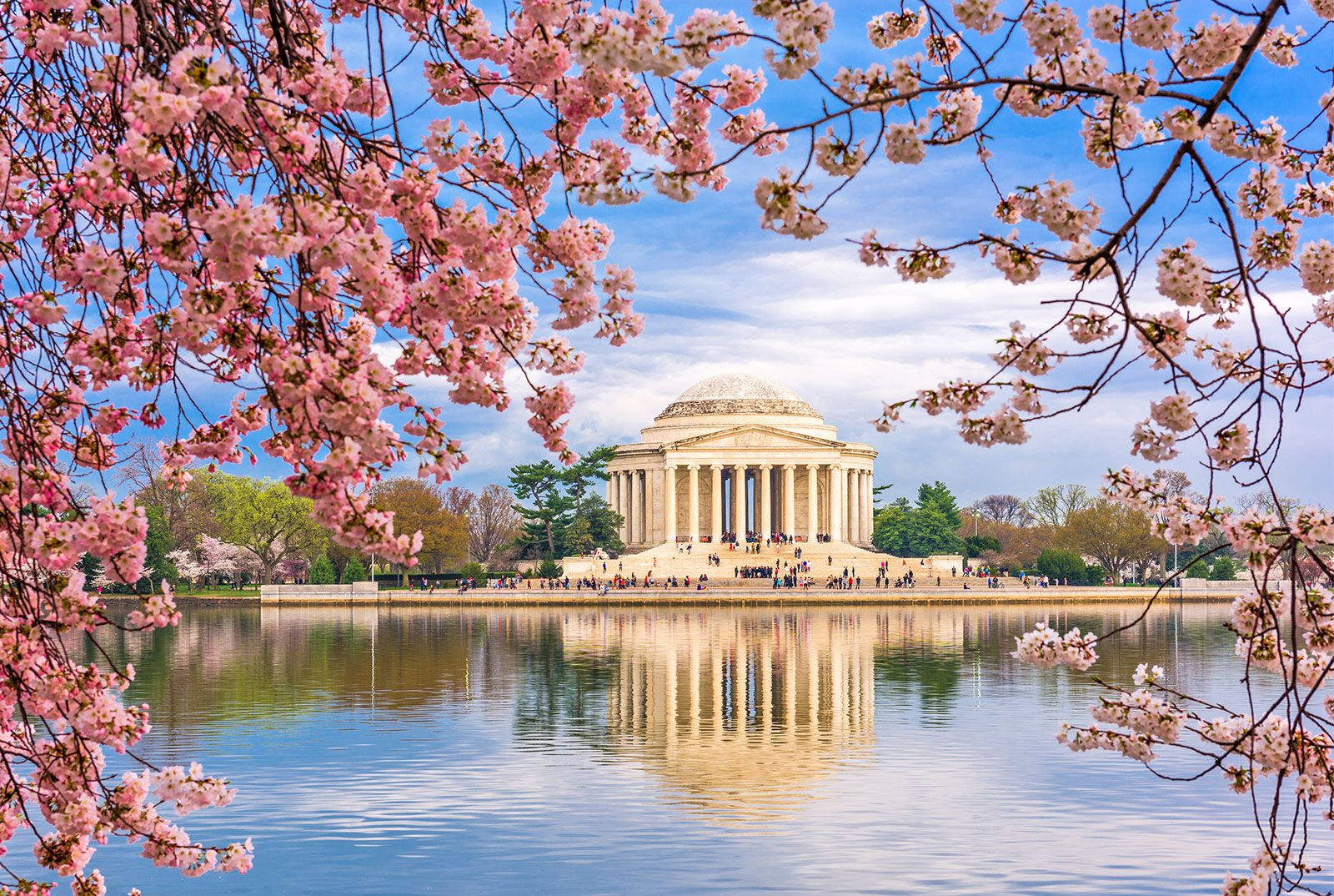 Jefferson Memorial Pienk Kersiebloeisels Muurpapier