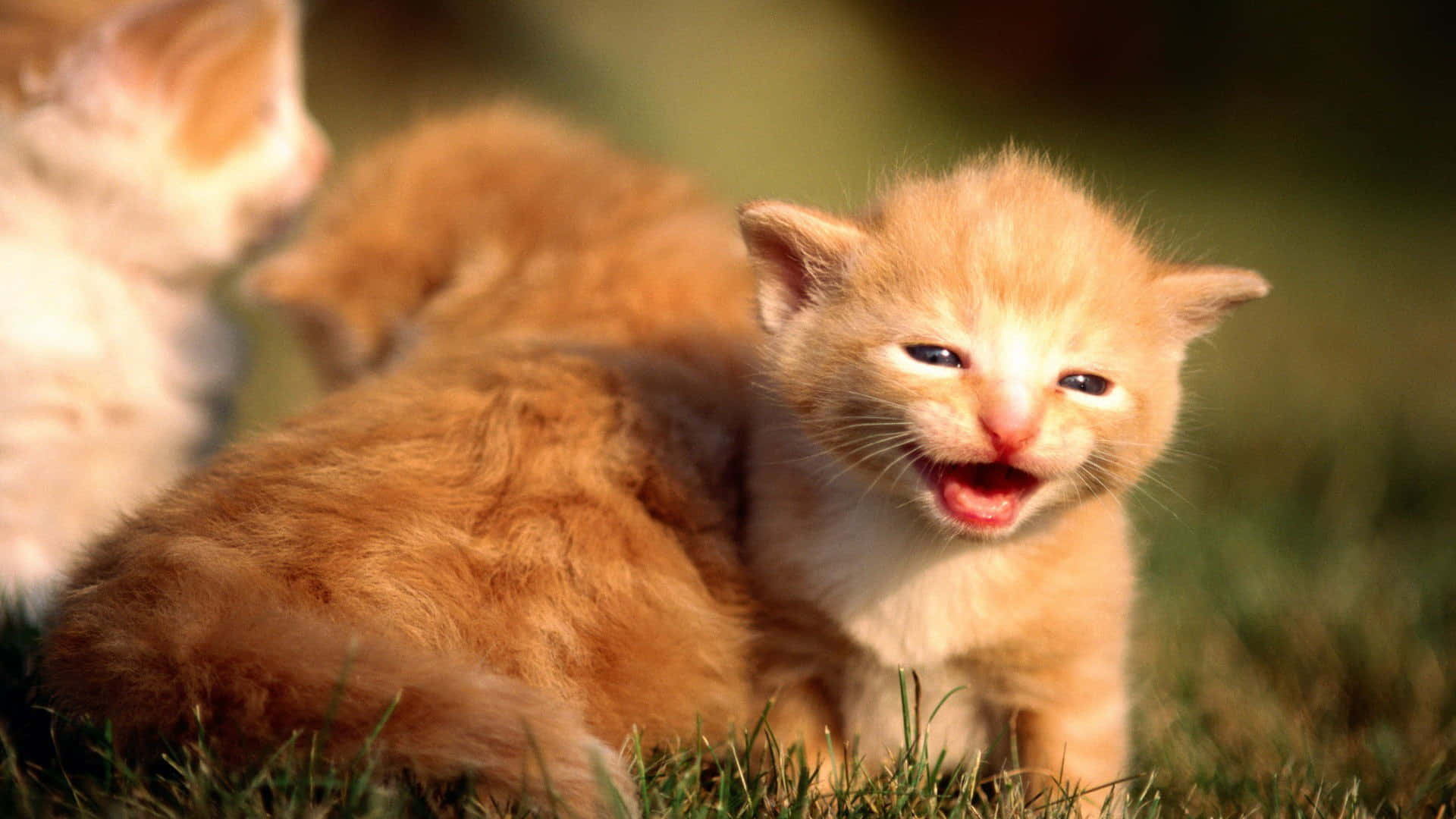 Jong Tabby Katte Prent Muurpapier
