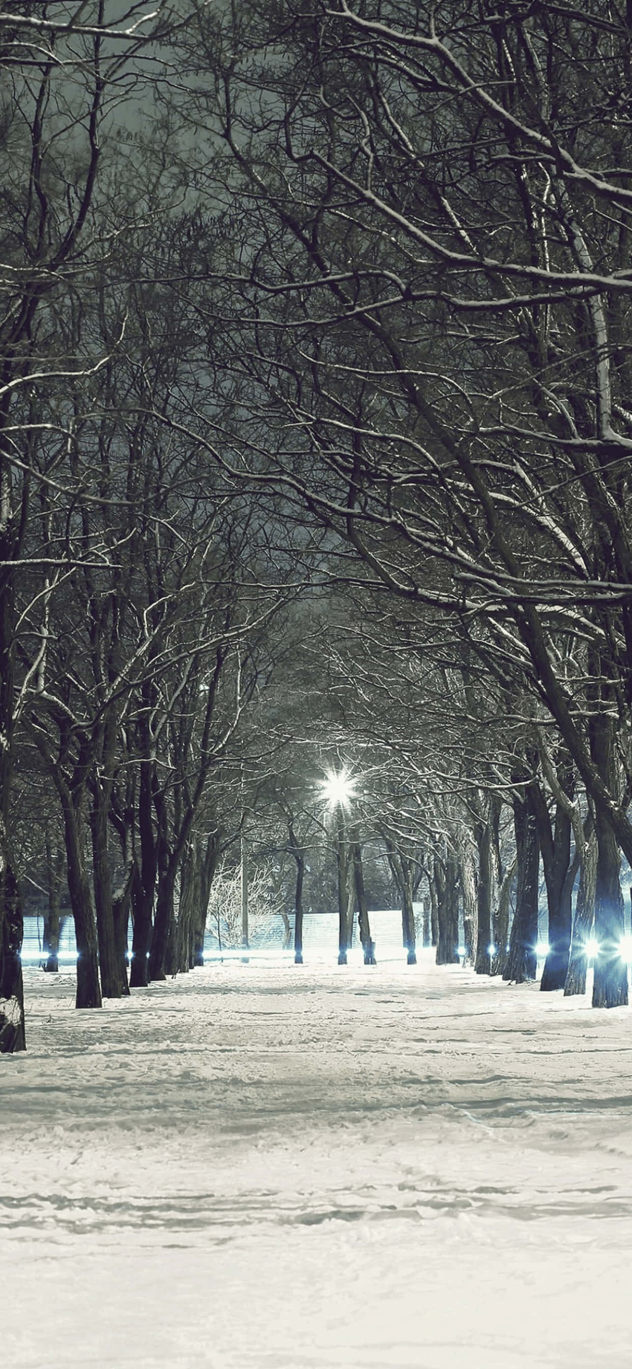 Kaal Bome iPhone XS Max Winter Agtergrond Muurpapier
