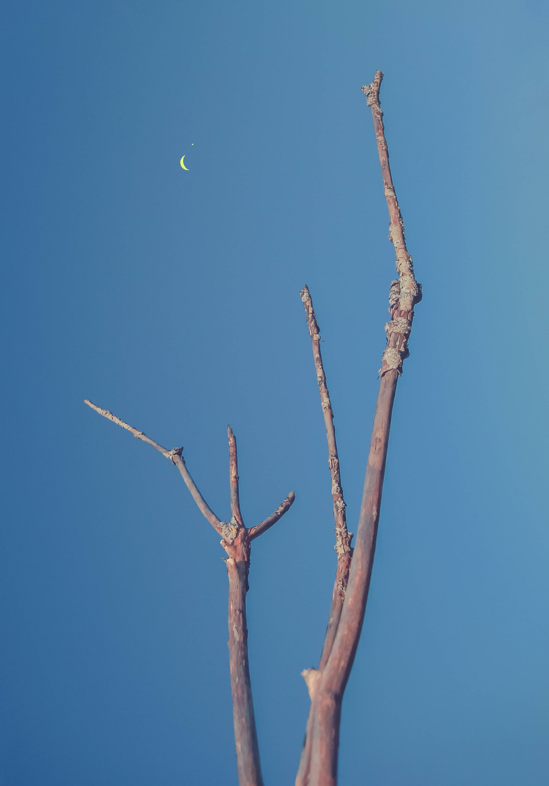 Kaal Boom Wys Na Halfmaan Muurpapier