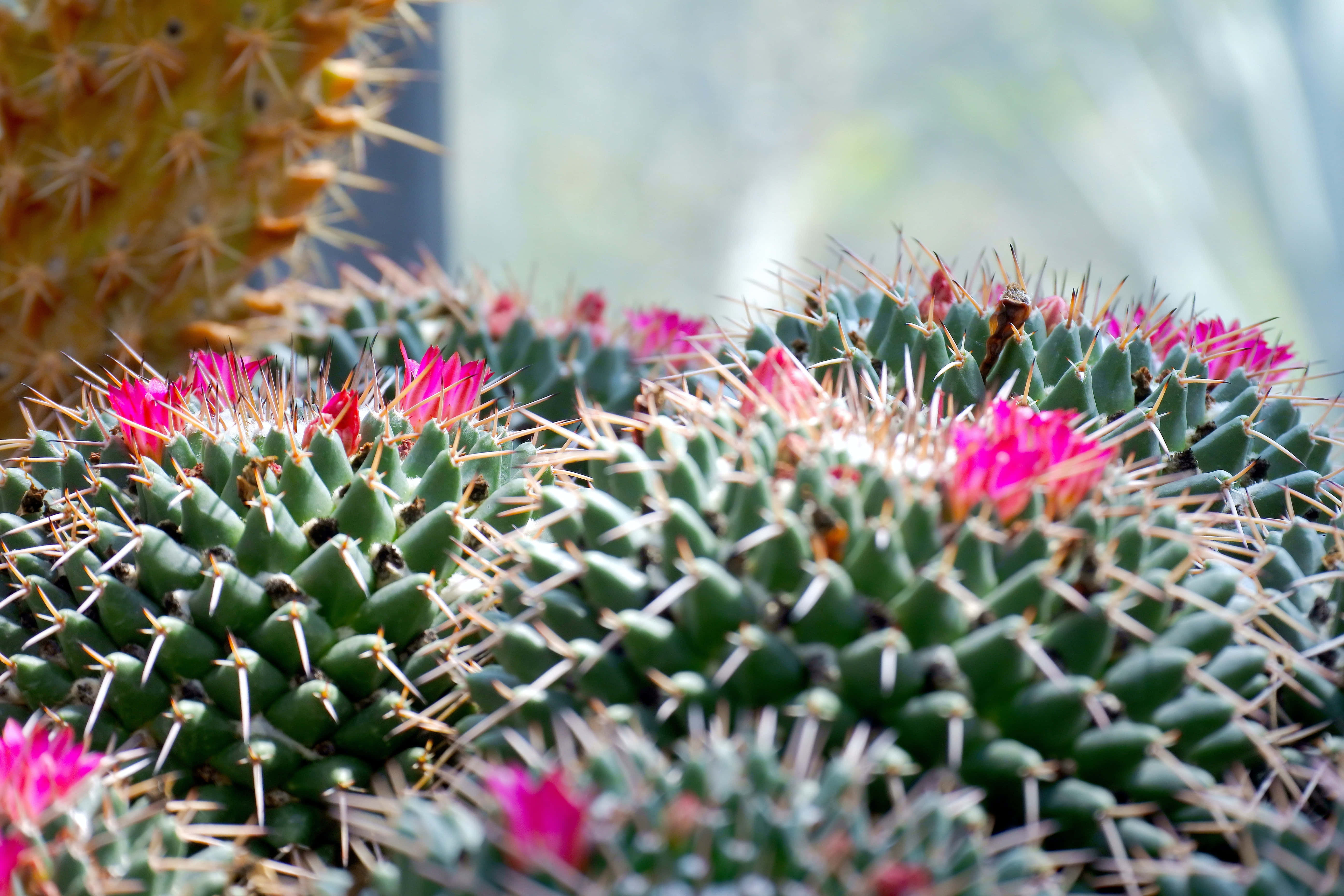 Kaktusblom Mammillaria Polythele Muurpapier