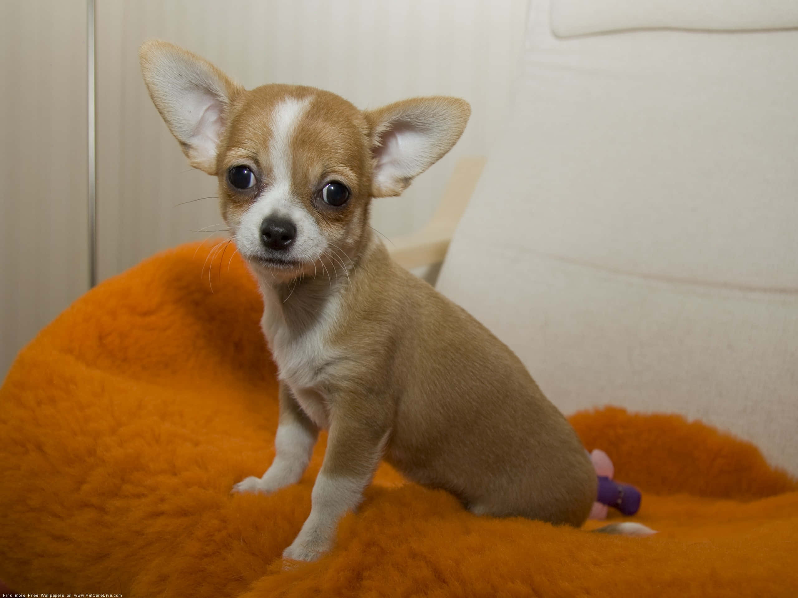 Kalm & Oulike Bruin Chihuahua Hond Muurpapier