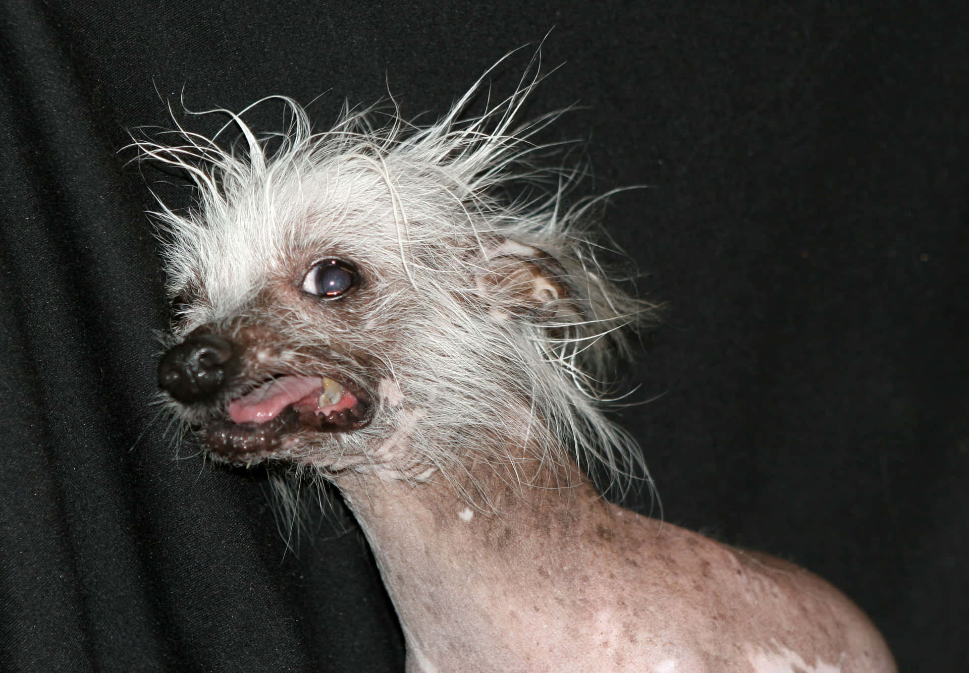 Lelike Hond Prente