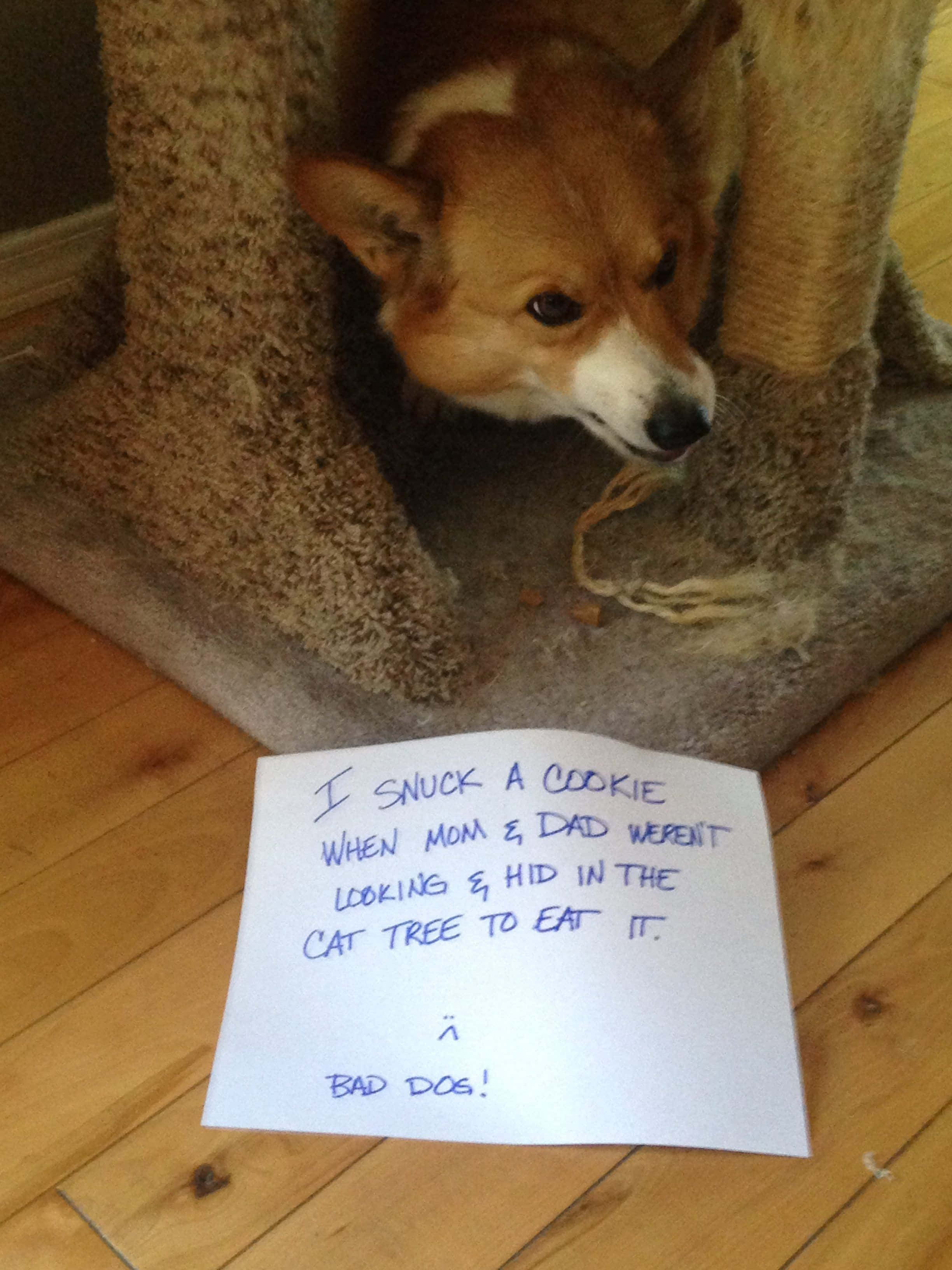 "Kan nie ophou lag vir hierdie snaakse corgi-prent nie!" Muurpapier