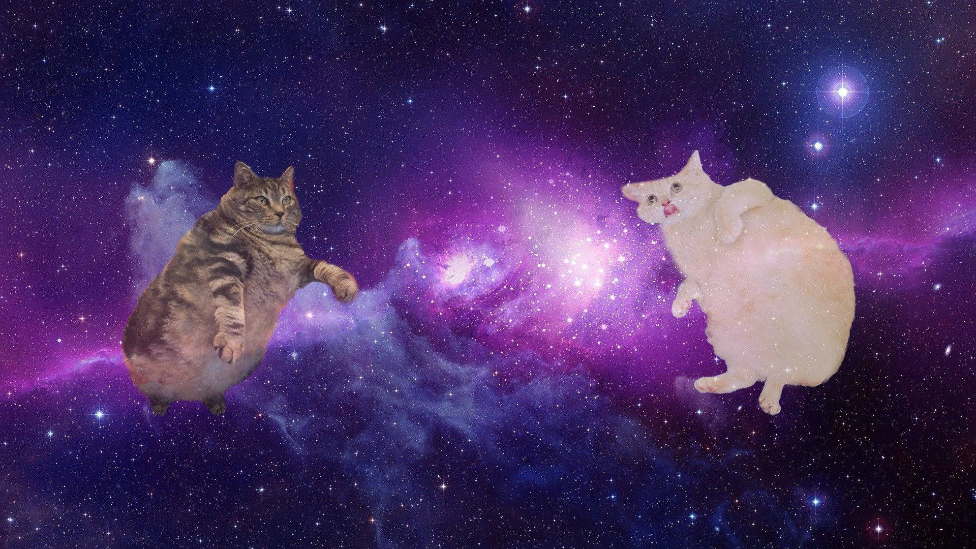 Karrekenaarse Kat in die Ruimte Muurpapier