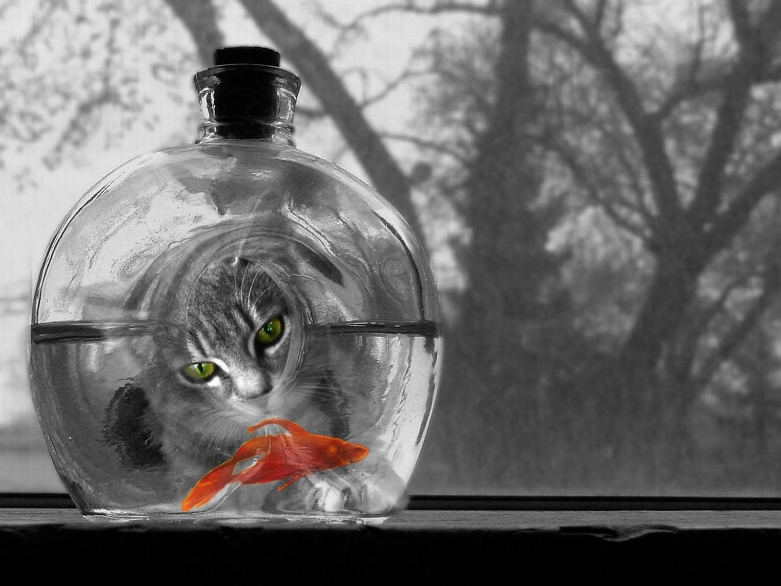 Kat wat na 'n oranje vis in die akwarium kyk in 'n swart-en-wit foto.
