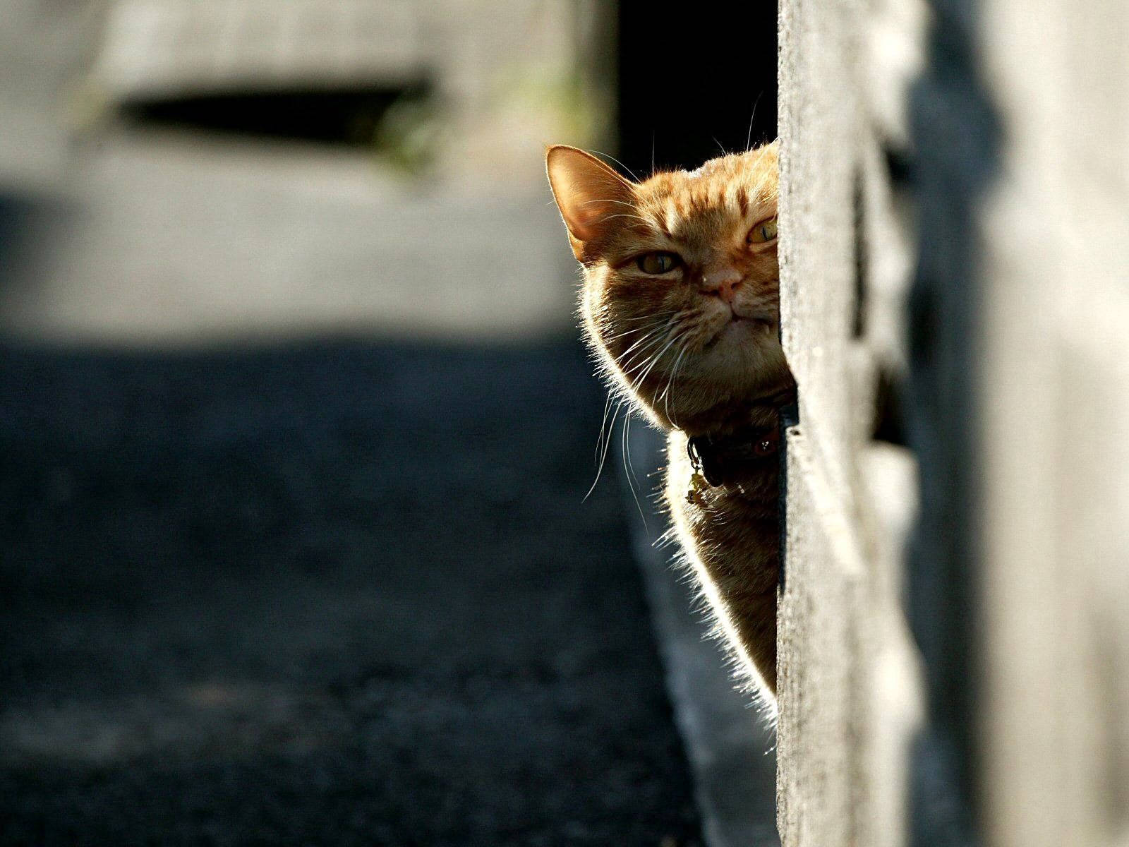 Oranje kat met grillerige oë wat agter 'n muur wegkruip, op die uitkyk om vir kos te jag. Harige vriende.