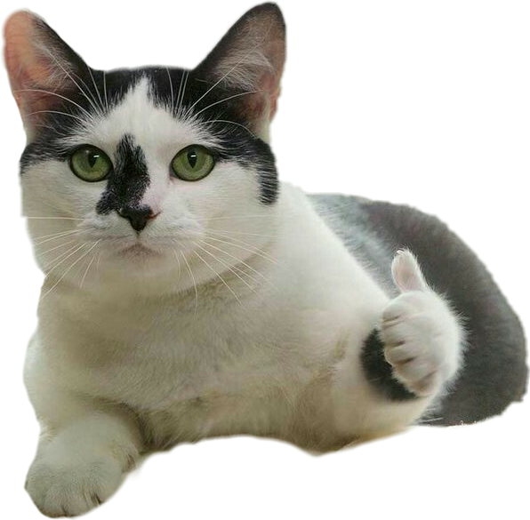 Kat Meme met Duim Op Muurpapier