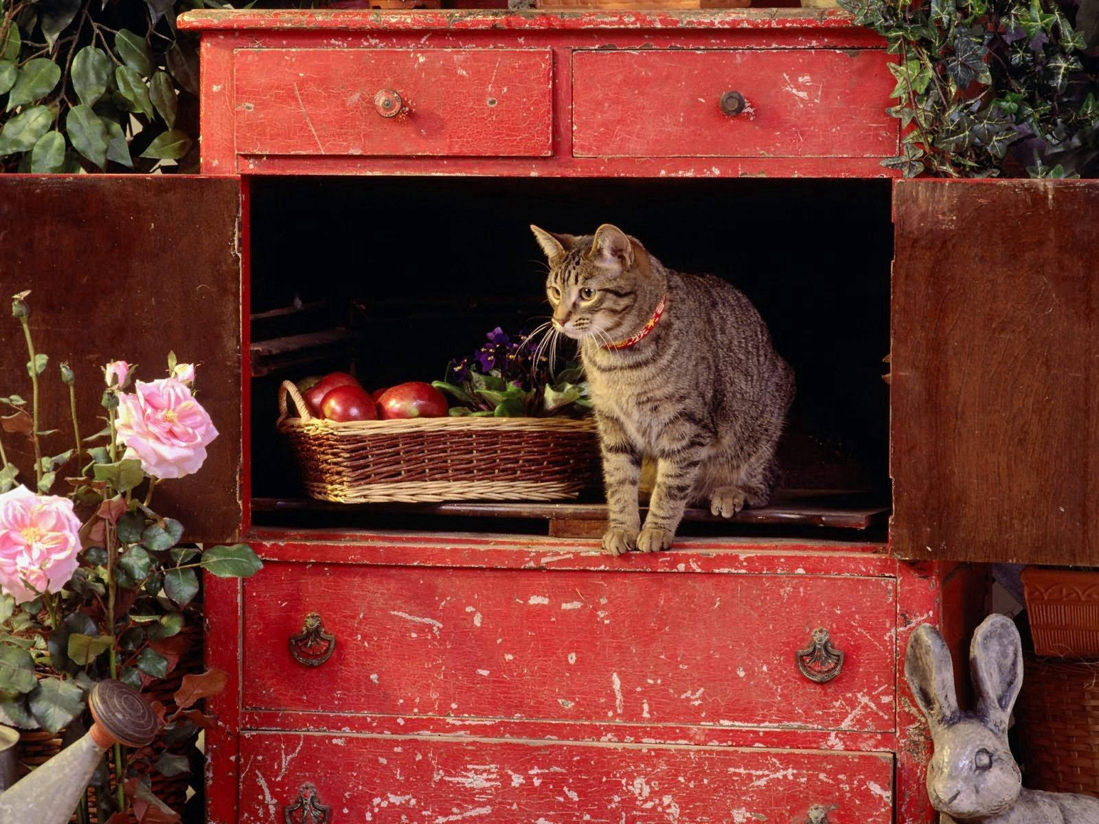 Grys gestreepte kat wat in 'n ou kas in die tuin sit en na iets kyk. Oulike harige vriende.
