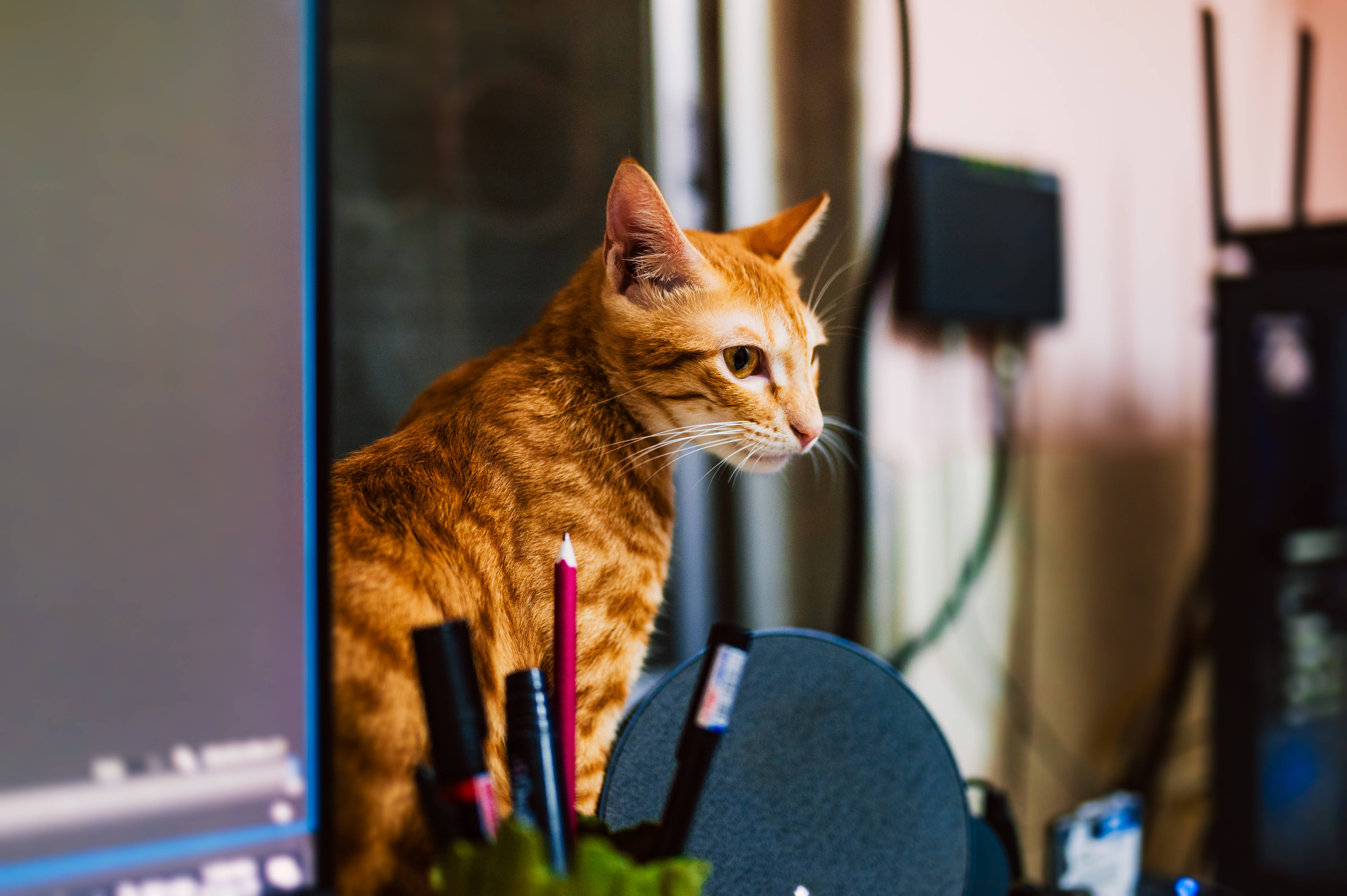 Kat Rekenaar Gember Tabby Muurpapier