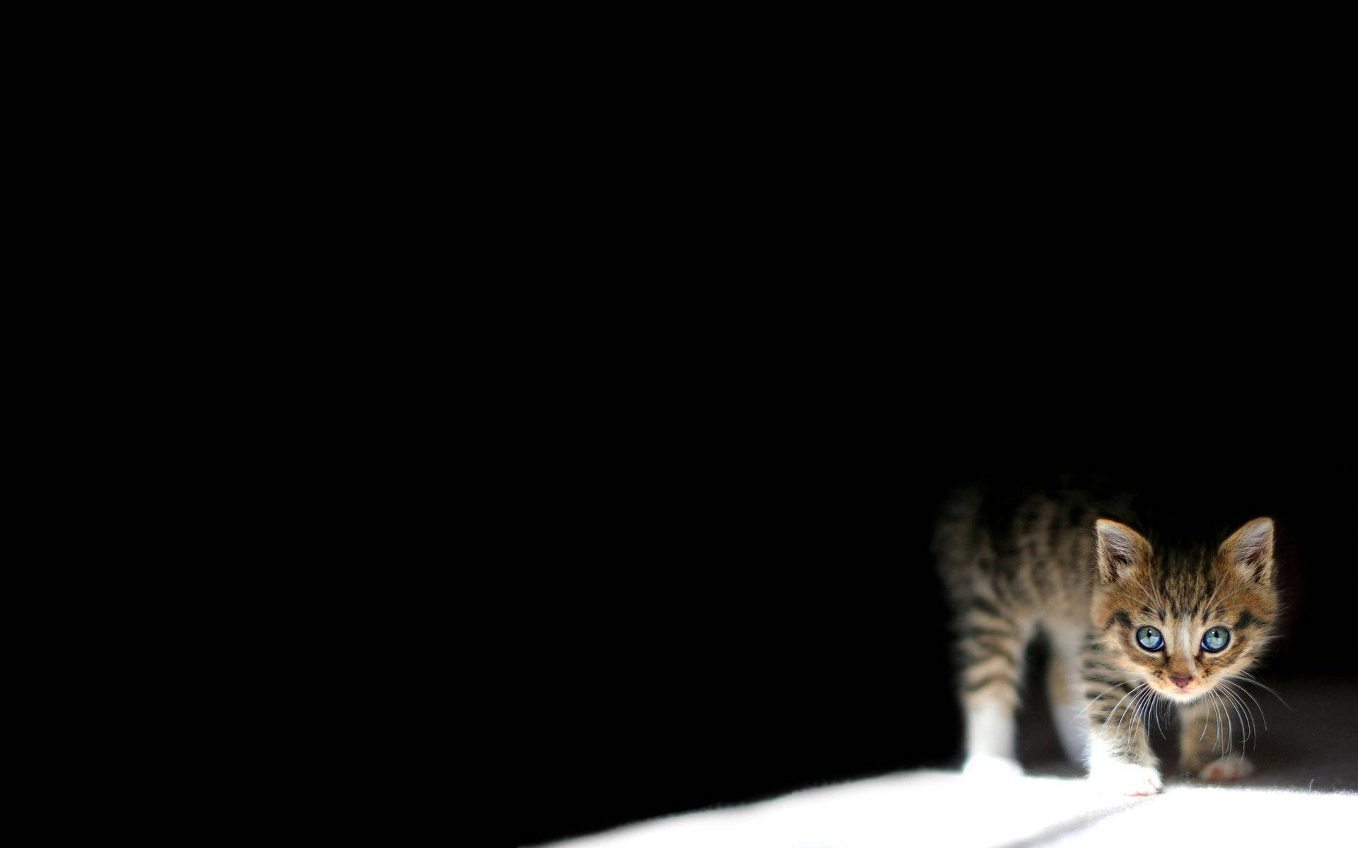 Katjie In Die Donker Muurpapier — Donker estetiese GIF Muurpapier
