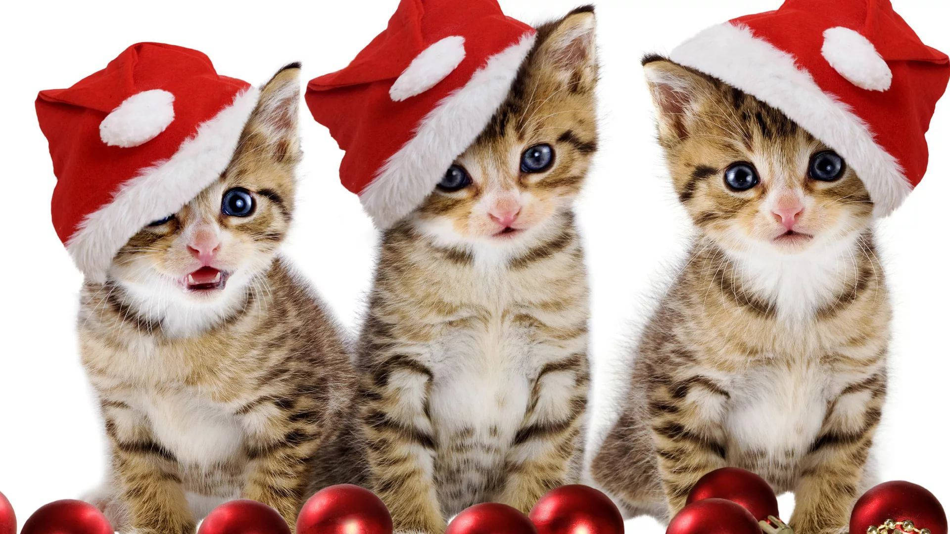 Katte met Kersfeespette Snaakse Kersfees Muurpapier