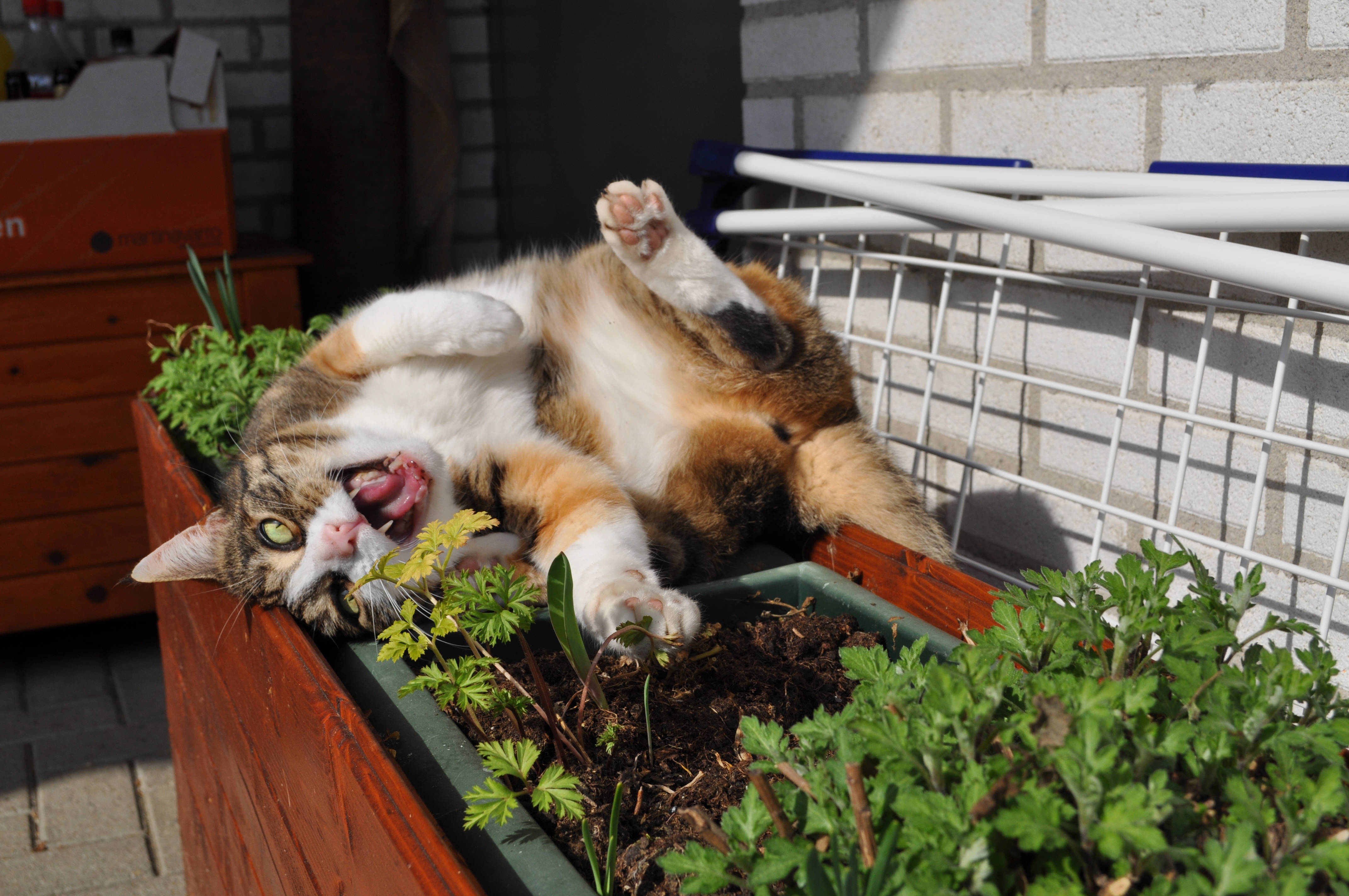 Kawaii Kat Gaap Op Blomkas Muurpapier